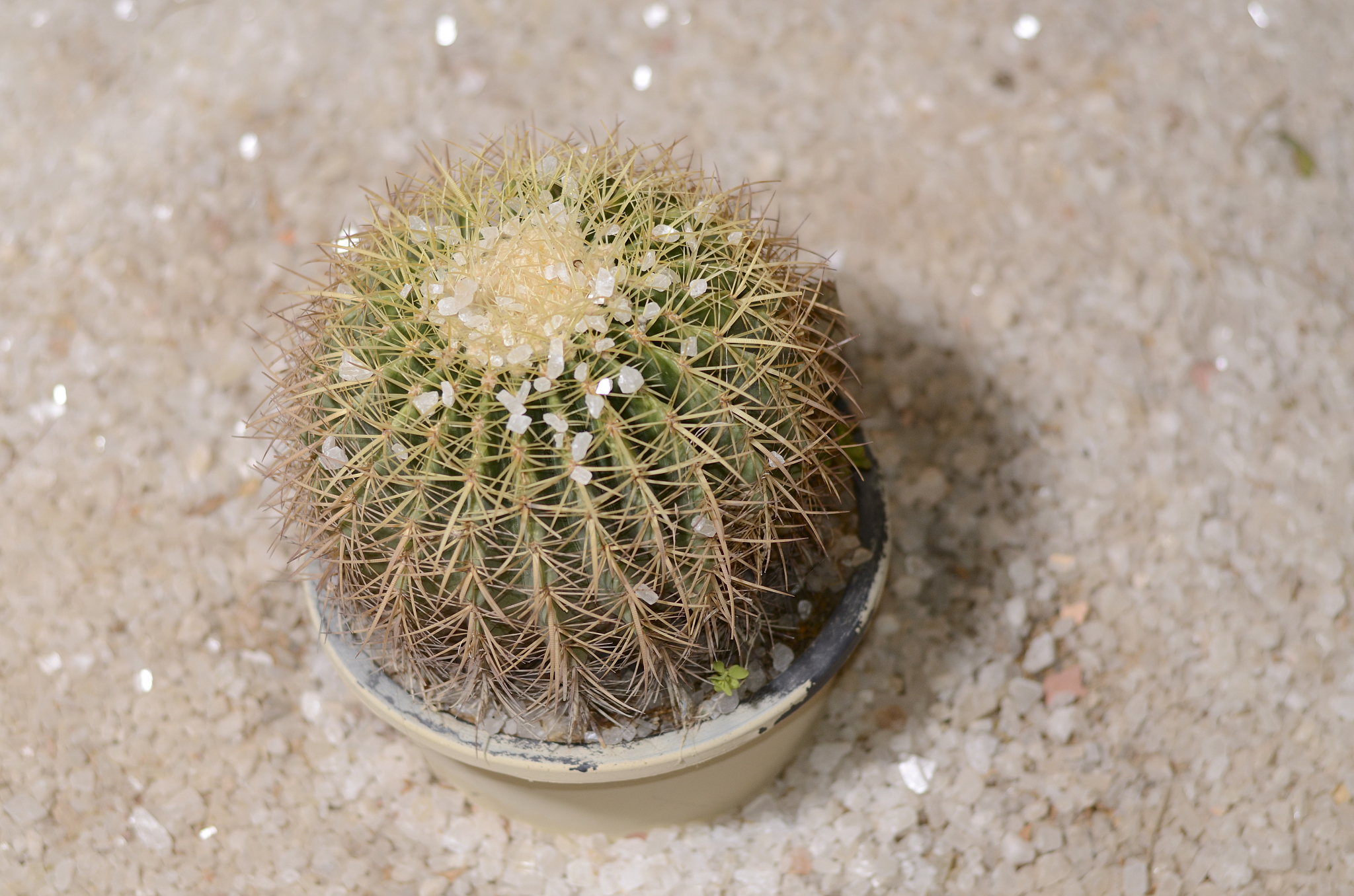 echinocactus grusonii, gold cactus. garden decor