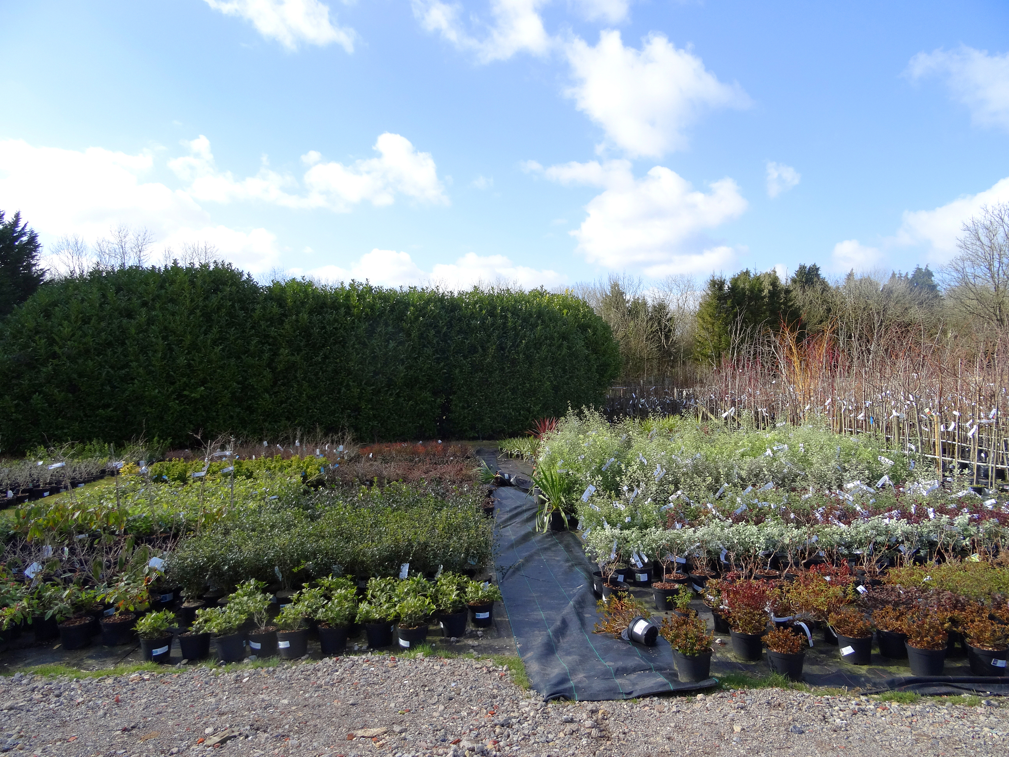 Southern Pavilion and Western Yard: A Glimpse into a Tranquil Landscape
