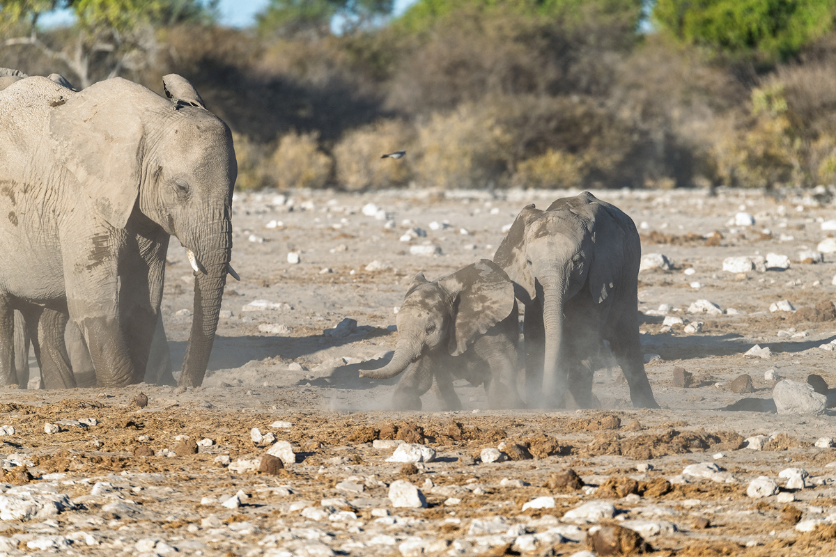 我为什么要写一本关于大象的书已经我对野生大象的一些了解字数400字内容要有关保护大象