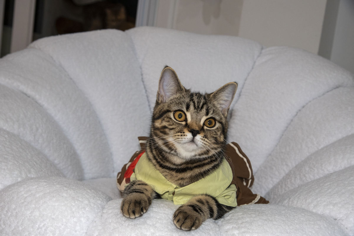 chatGPTHello! How can I assist you today戴帽子的猫