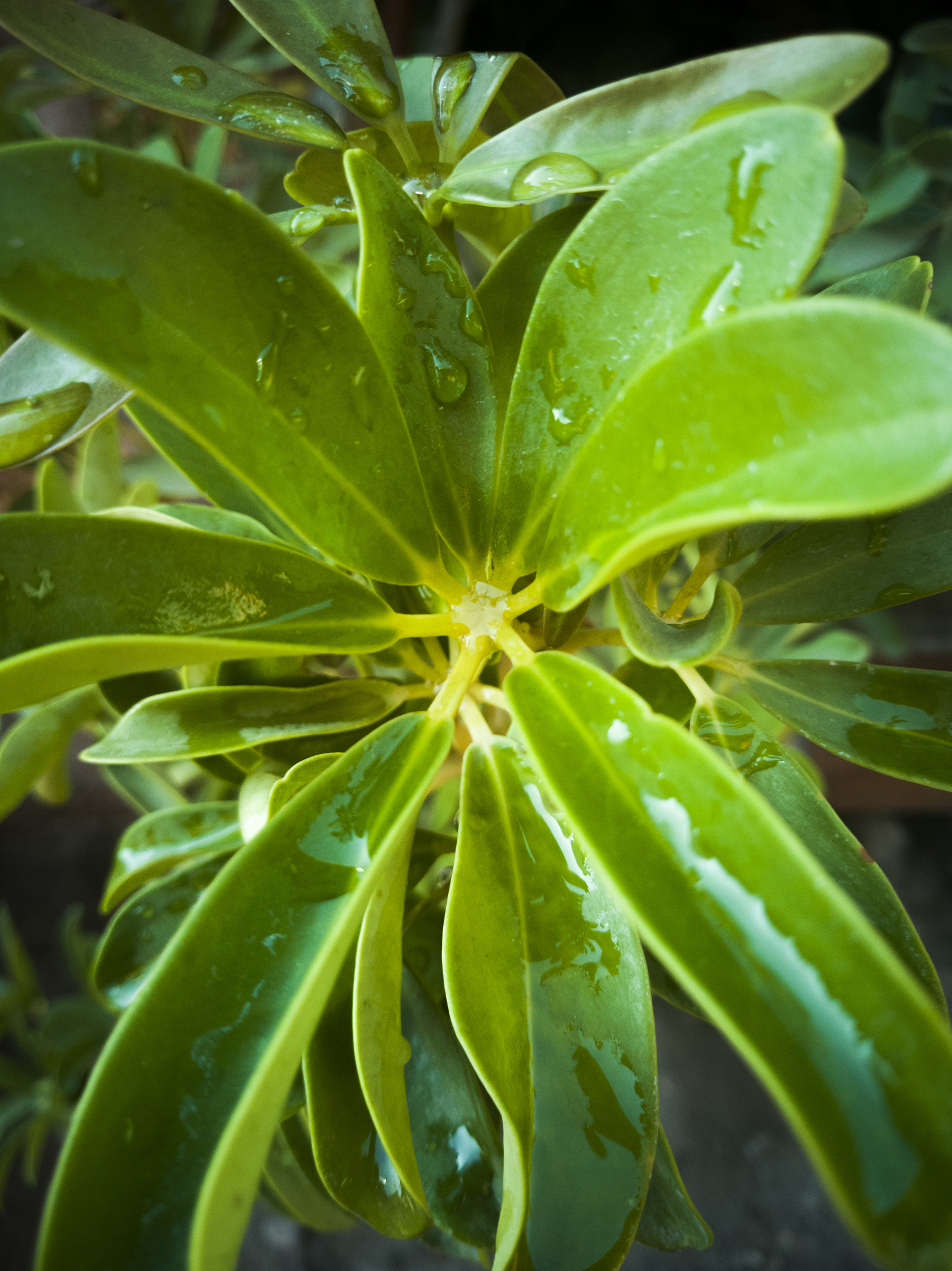 plant