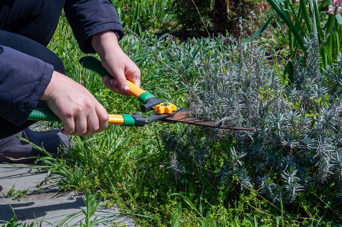 种植银杏必备工具：从挖坑到保护，全方位指南