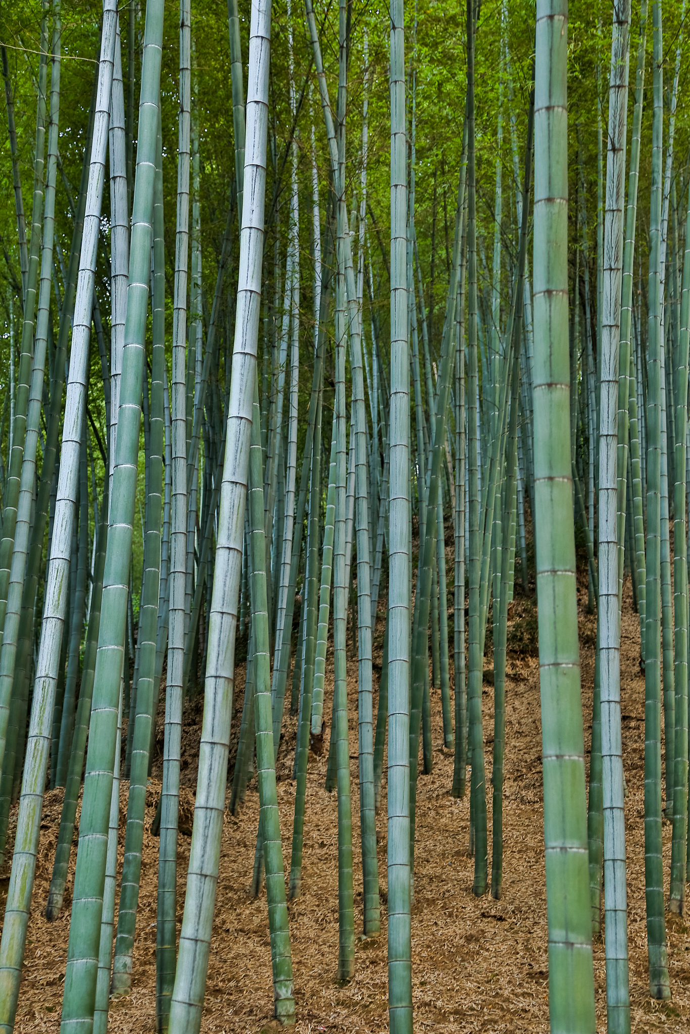 山间竹林风光