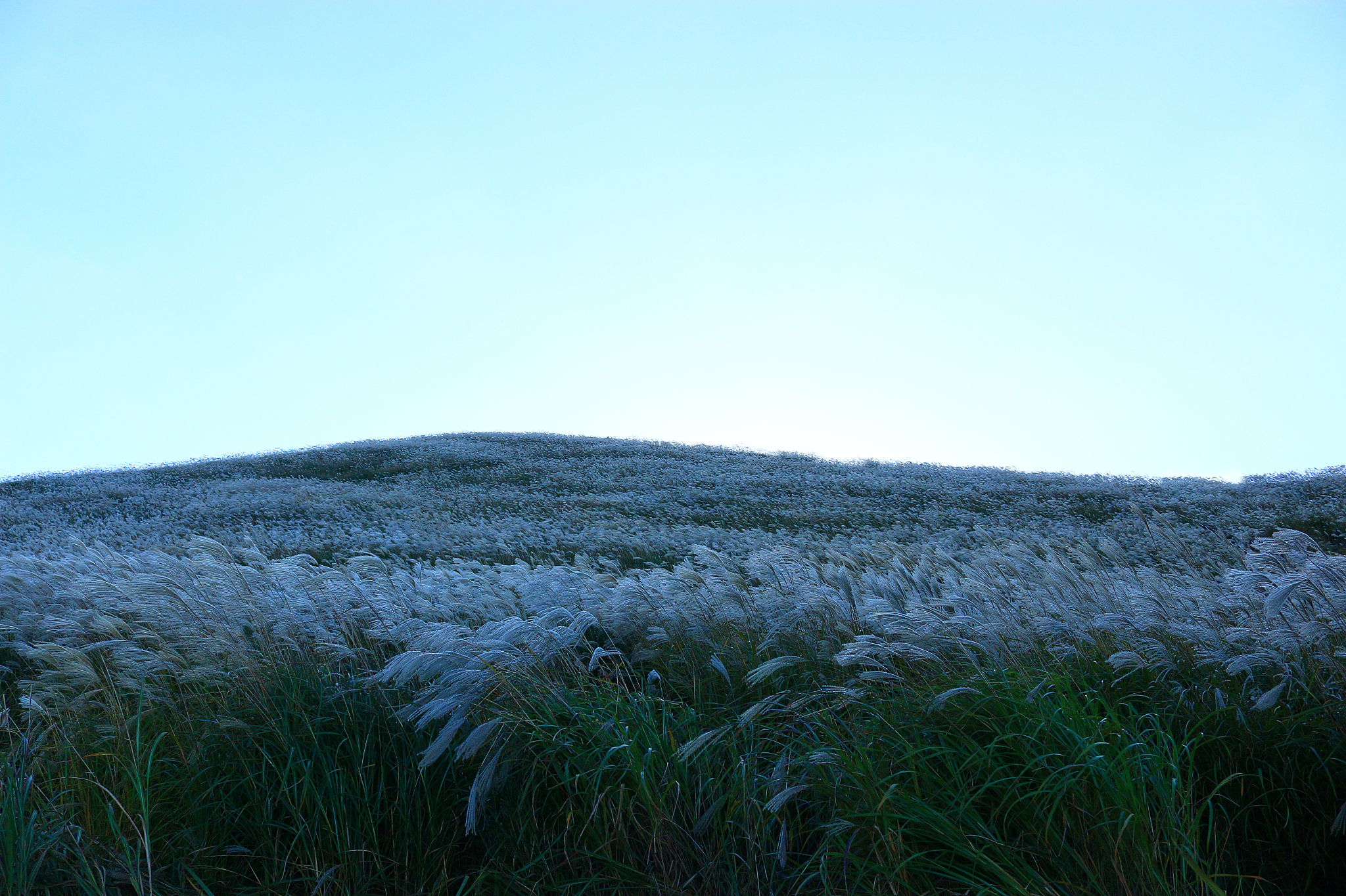 new star oreum, pampas, autumn, view,