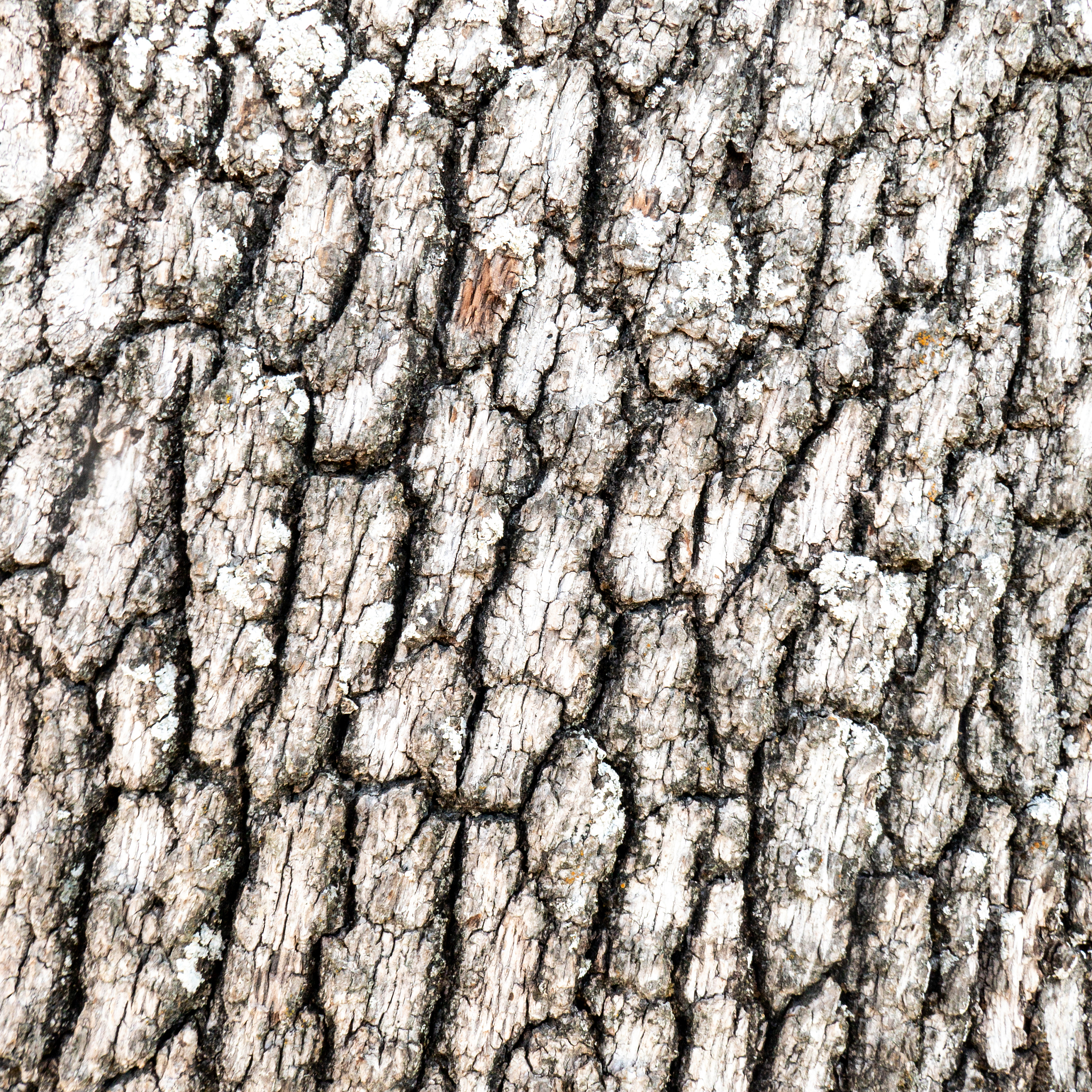 树木学八百字实习心得