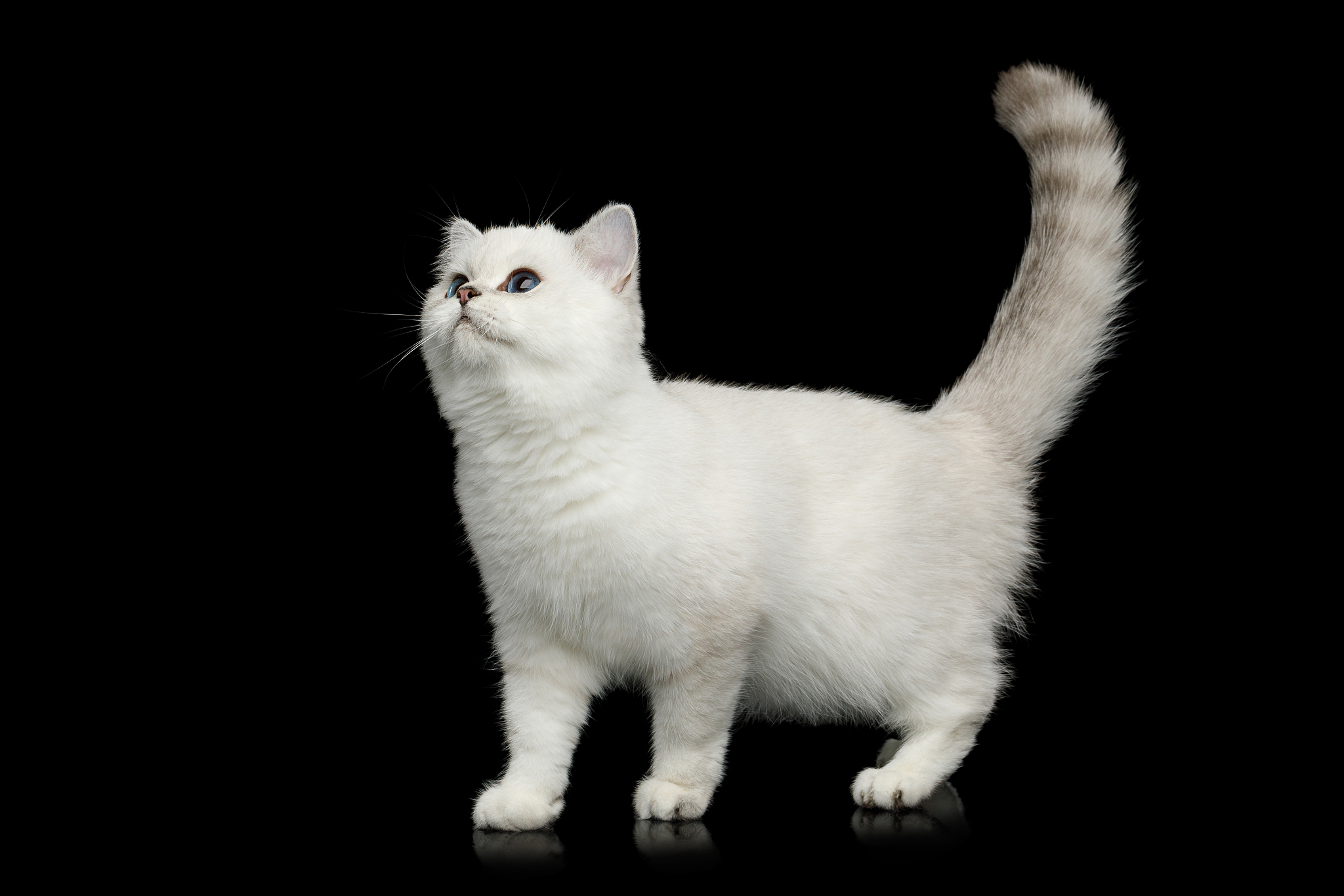 british cat white color with blue eyes on isolated black backgro