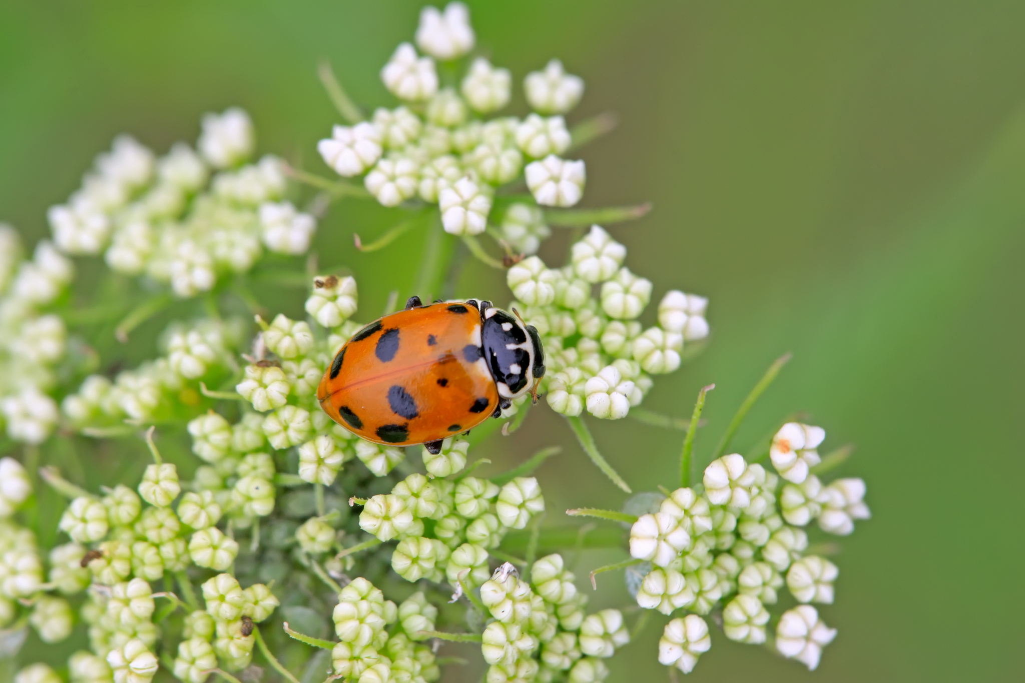园艺科学与生物技术期刊 (JOURNAL OF HORTICULTURAL SCIENCE & BIOTECHNOLOGY) 稿件类型