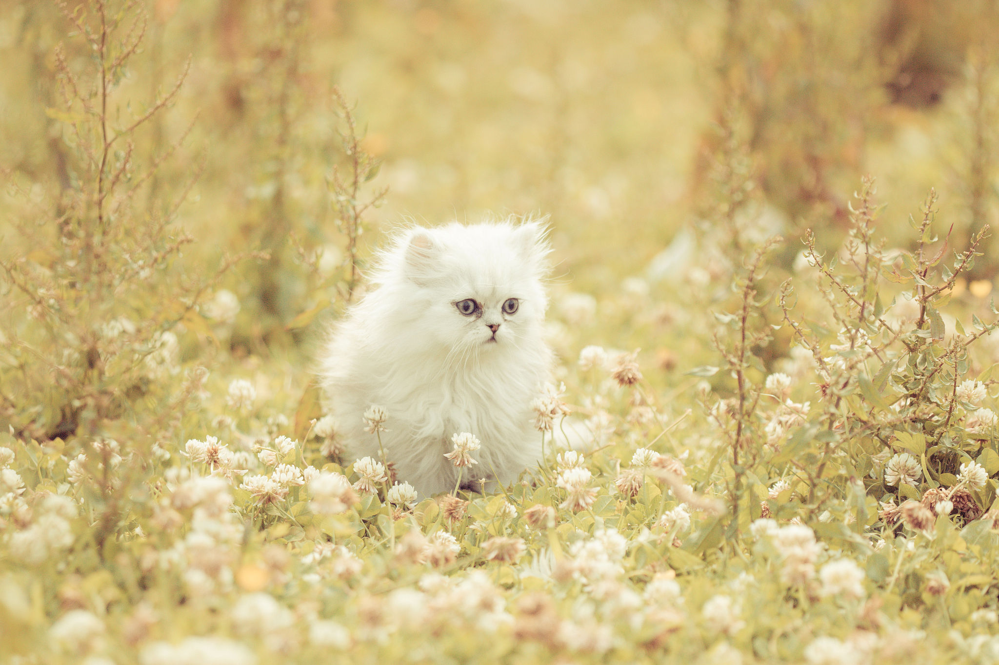 书香萌宠名字大全：文雅、诗意、清新，总有一款适合你！