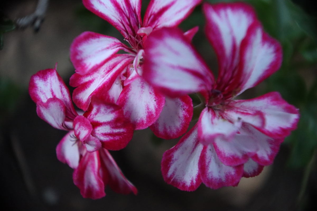 银边杜鹃 (Rhododendron vernicosum Franch): 美丽而通透的花朵