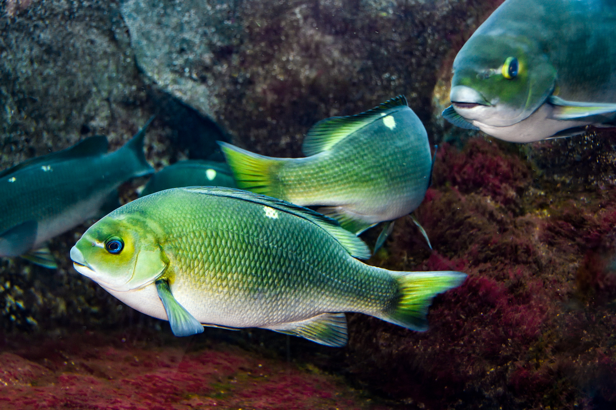 opaleye or rudderfish