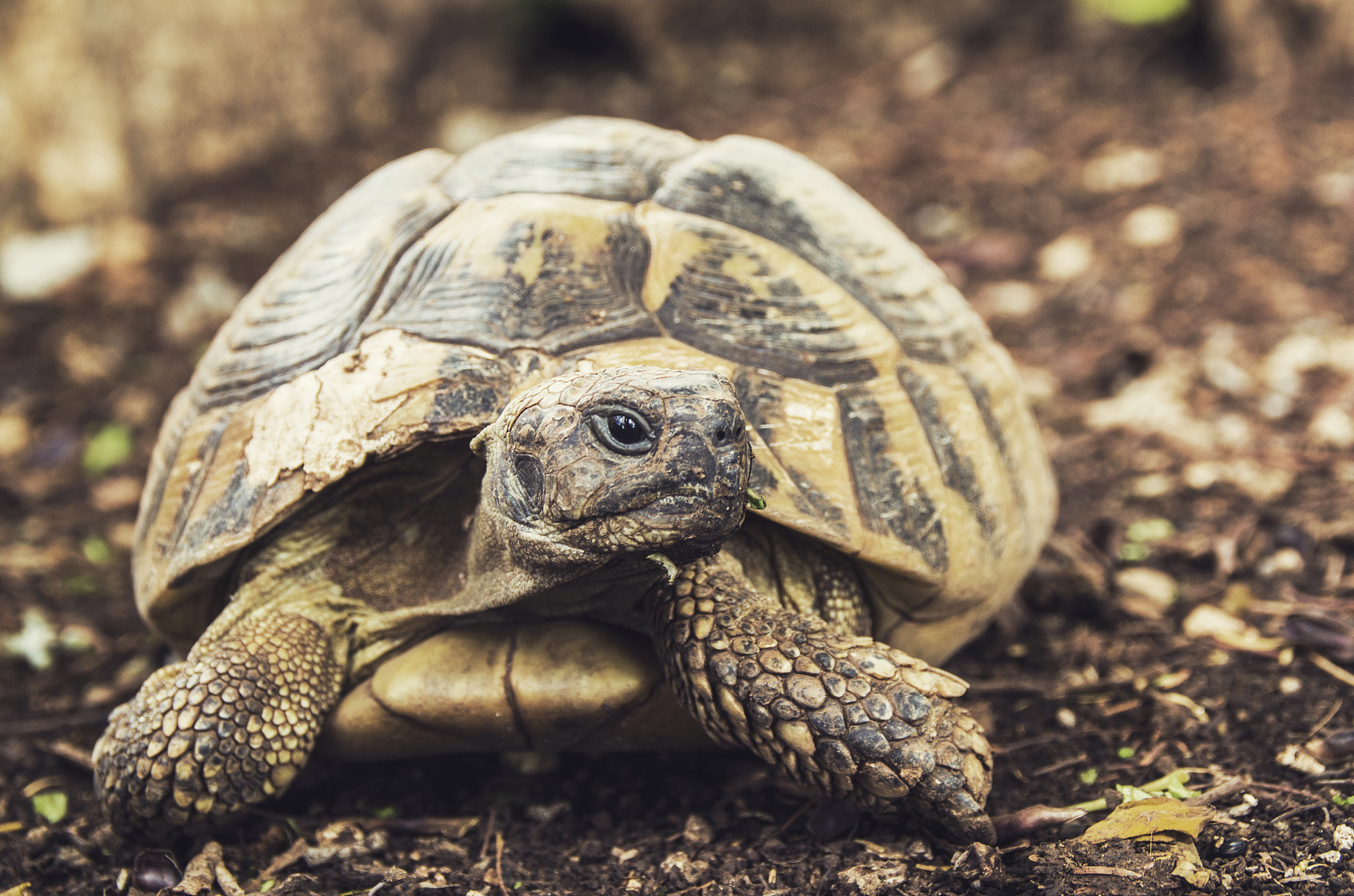turtle