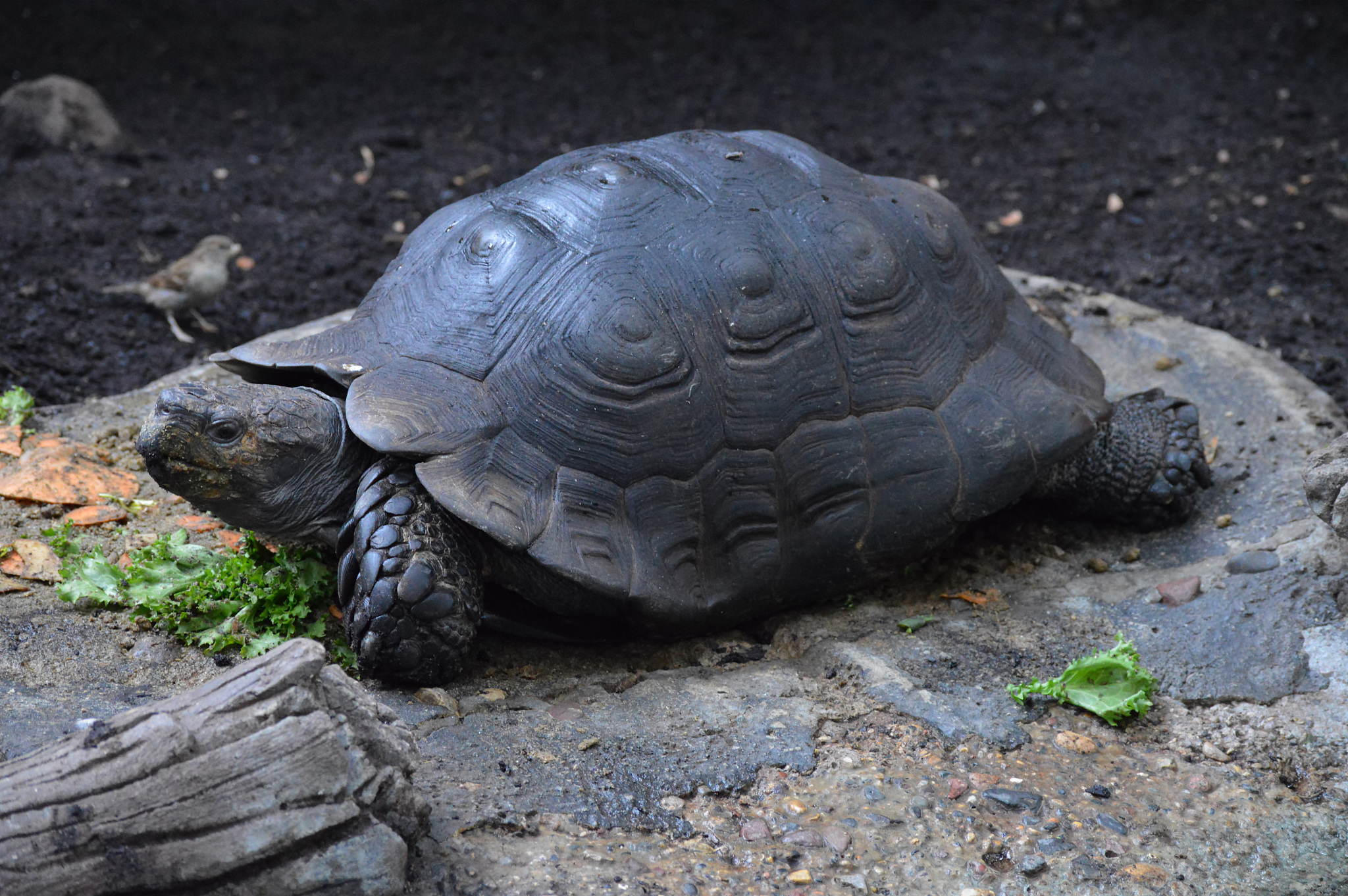 asian forest tortoise