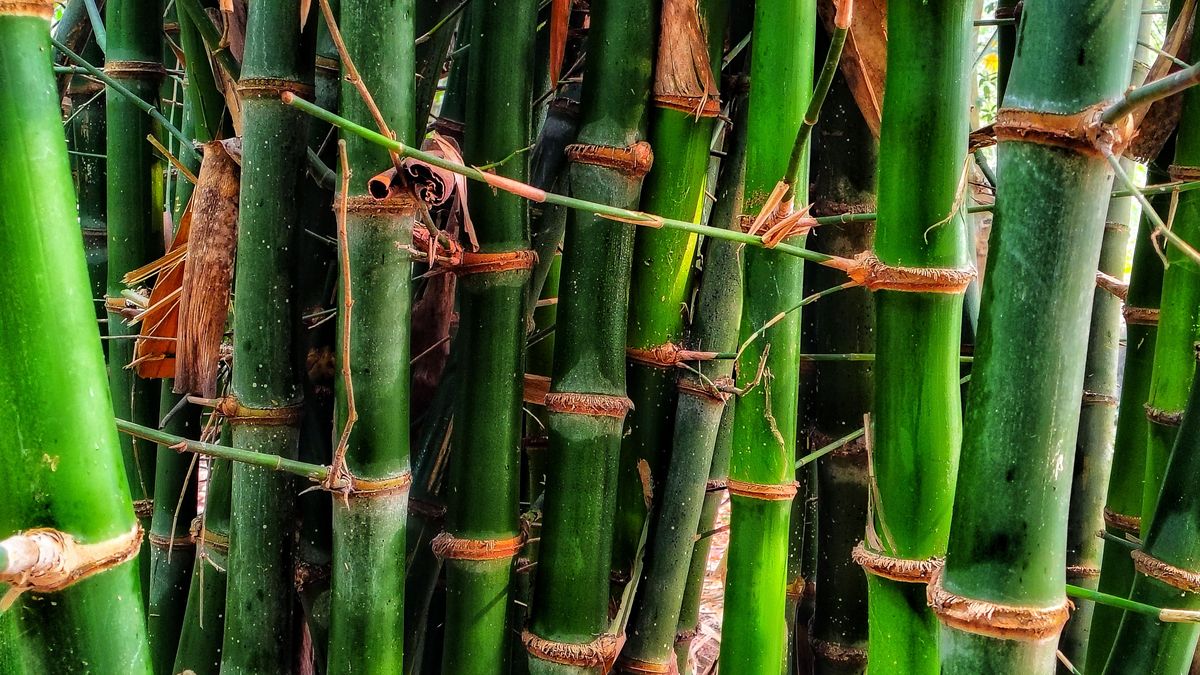 竹笋生长需要多长的竹鞭？