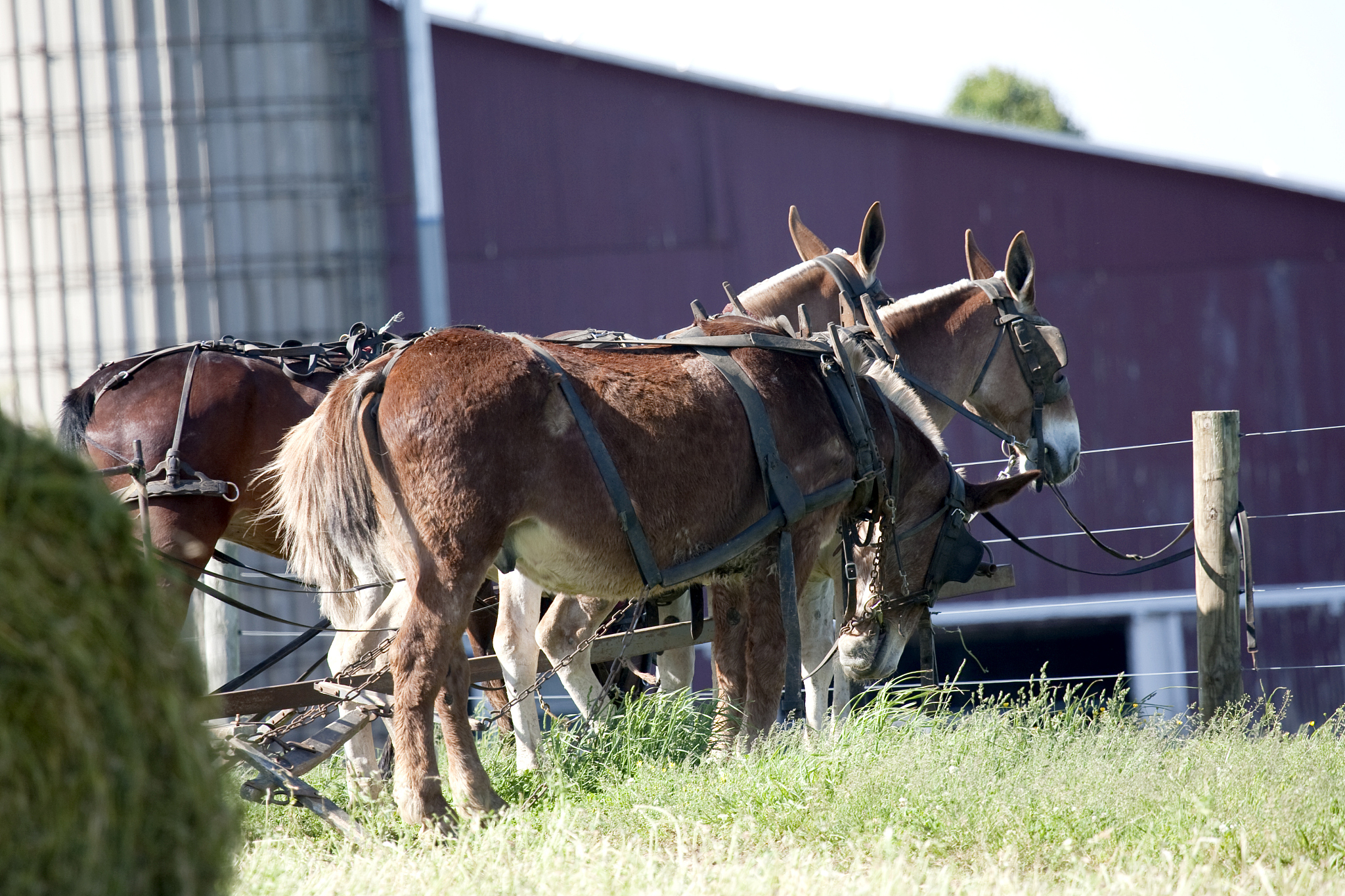 mules