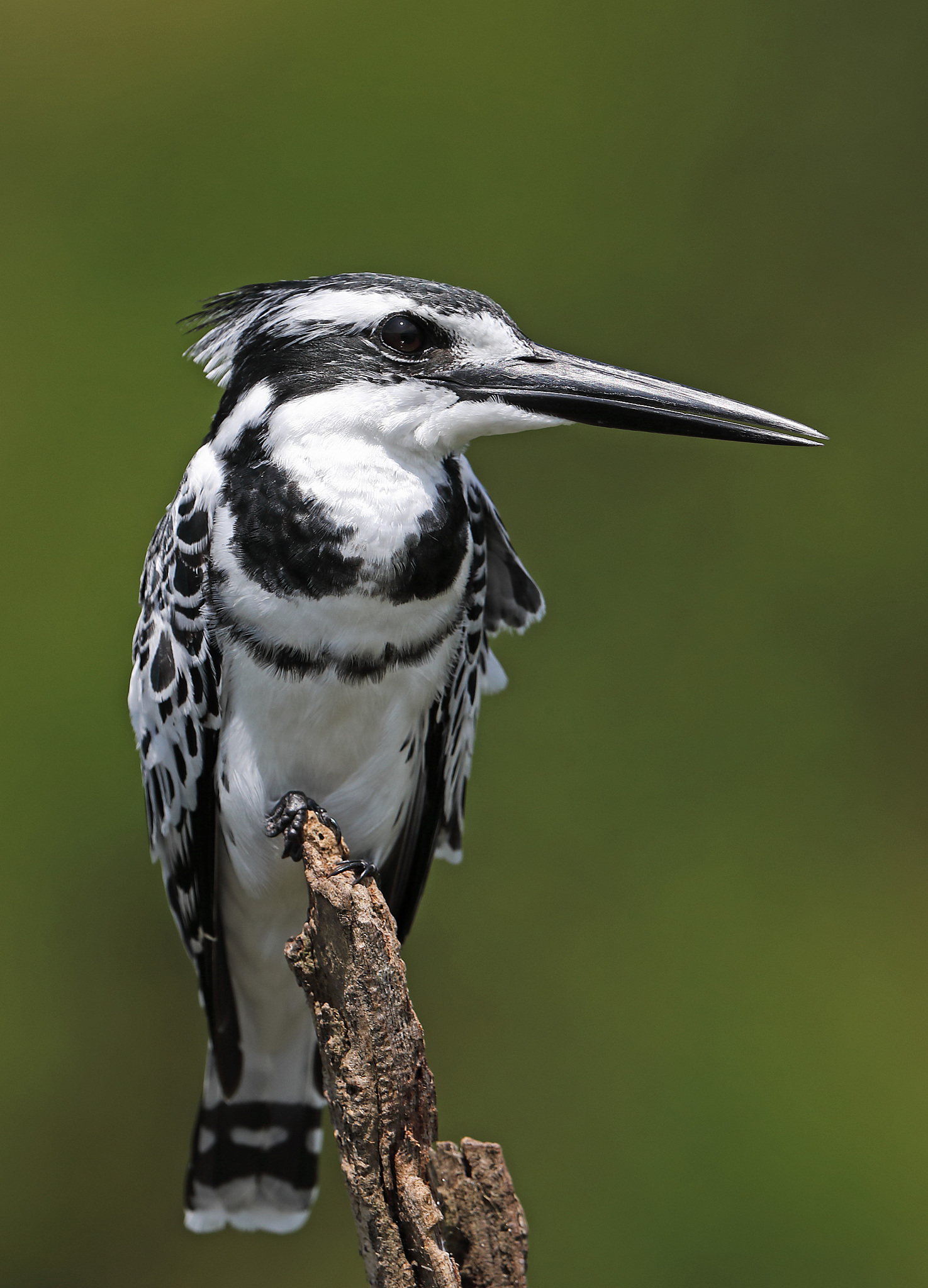 乌干达翠鸟油田项目安全指南：中国企业和公民必读