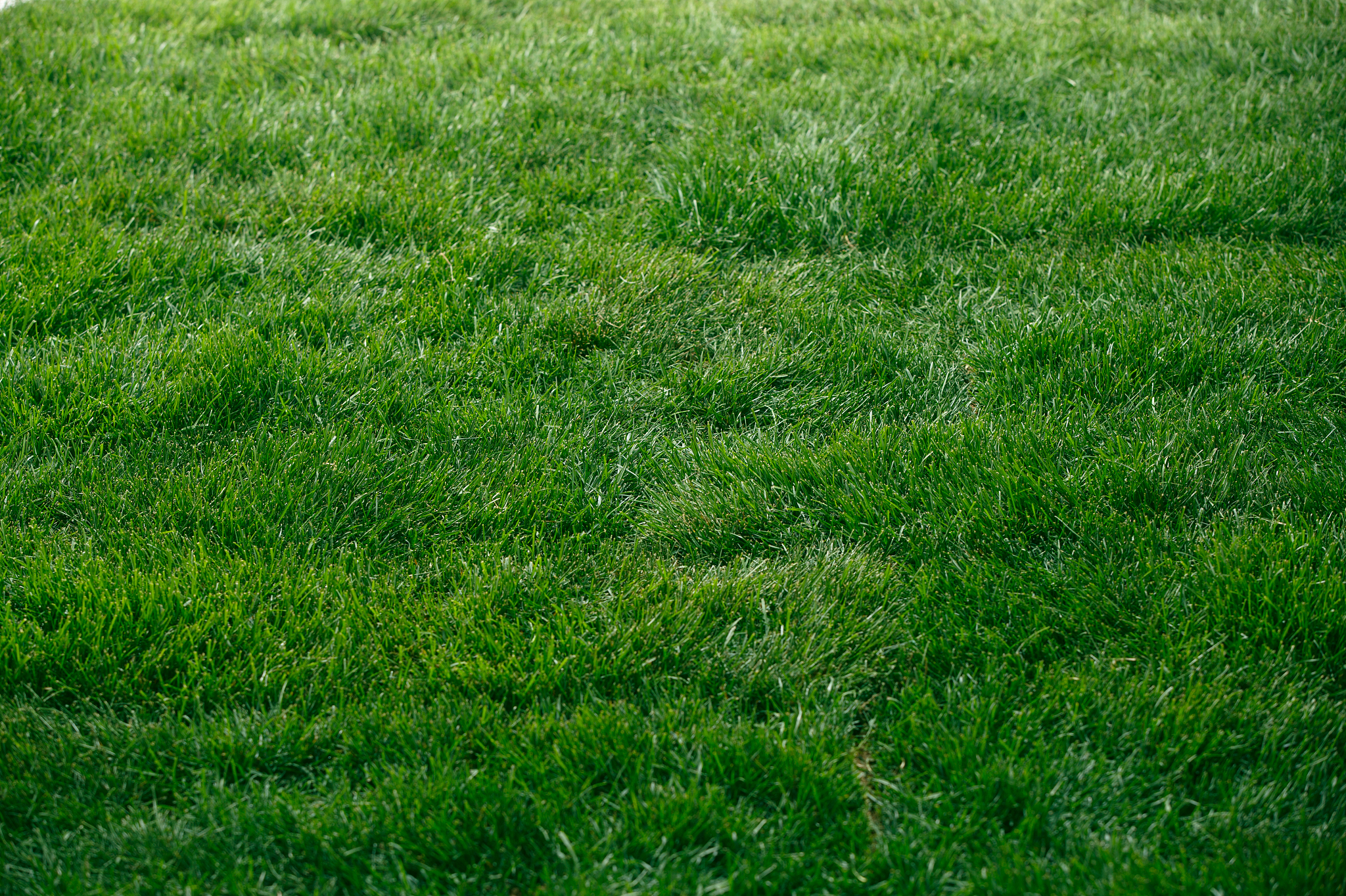 以【】的内容为主题写一篇200-1000字的文章。【常见的绿化草有哪些绿化的草是什么草】