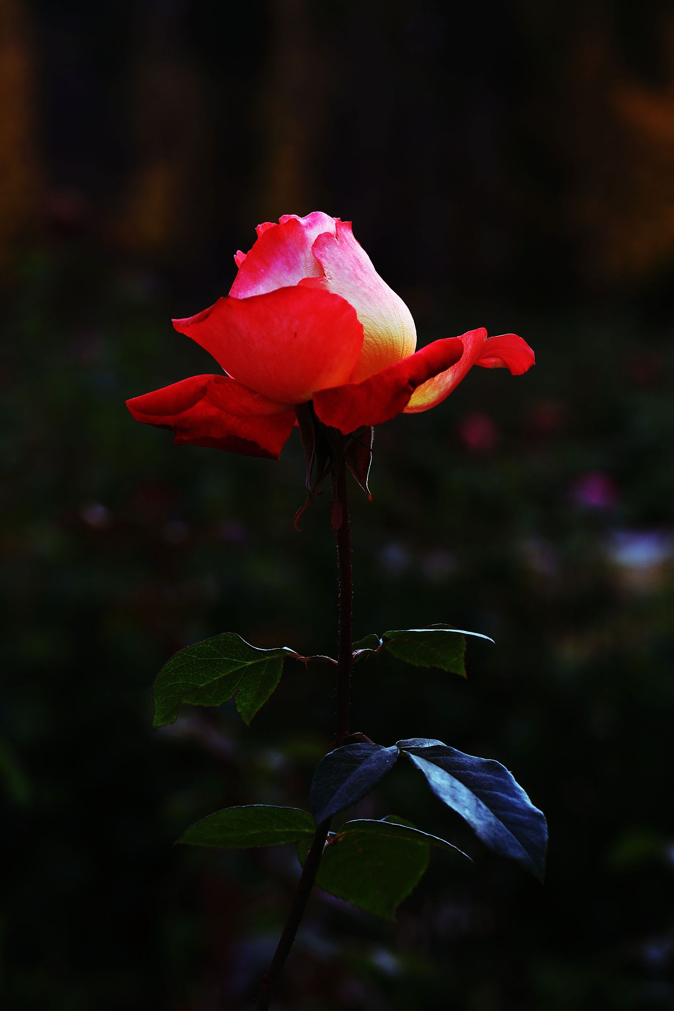 孤芳自赏的正确解释是什么