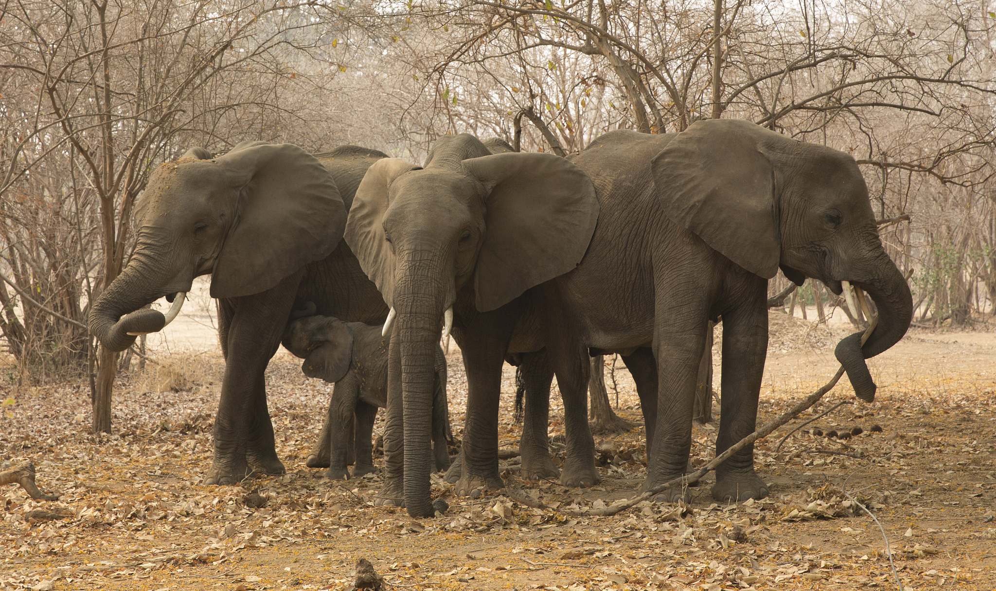 african elephant (loxodonta africana) herd