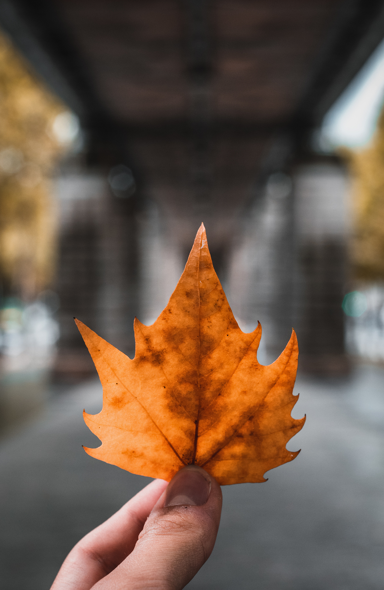 close-up of hand holding maple leaf during autumn