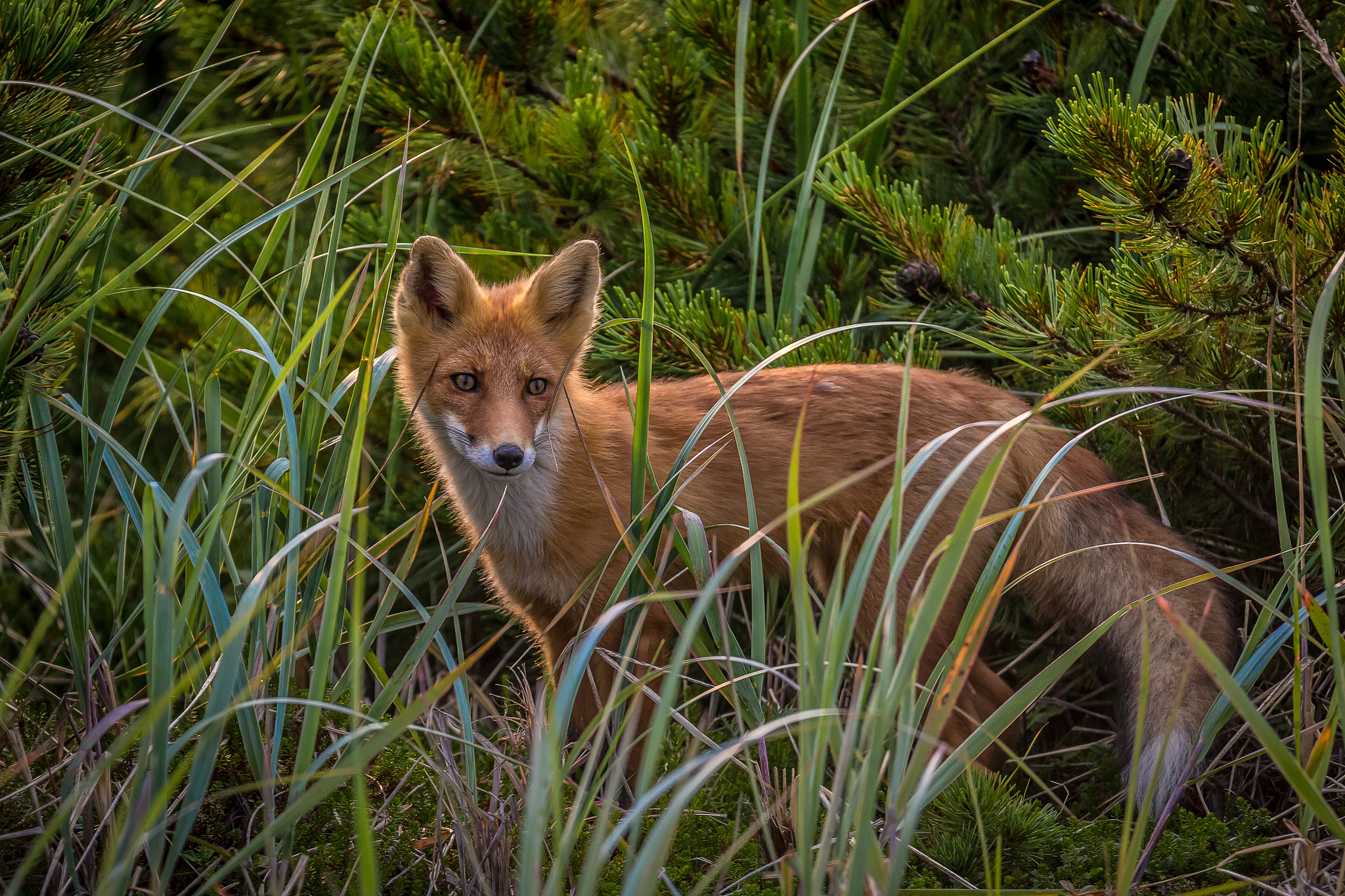 狐狸为什么站不起来?(脑筋急转弯)