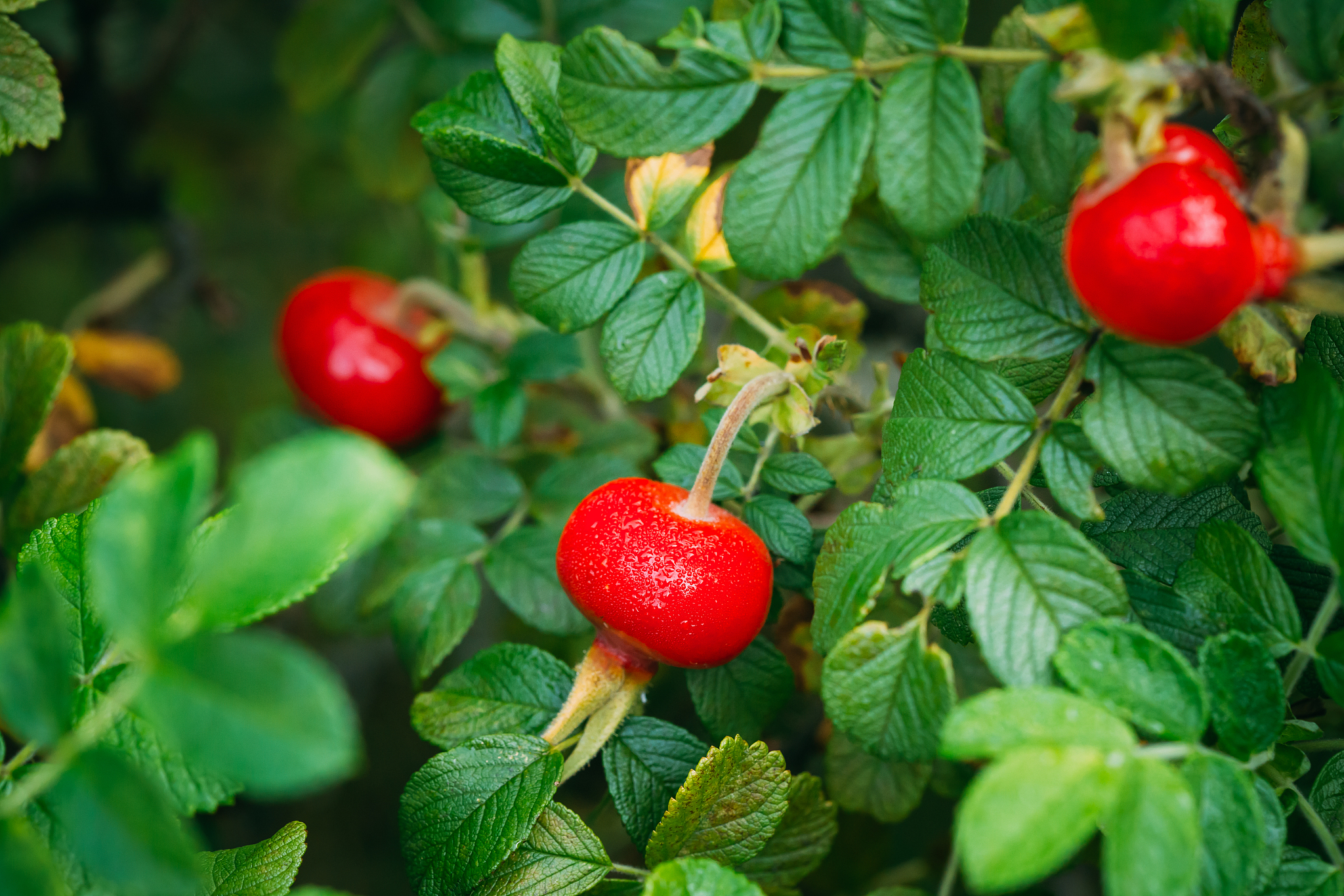 red rose hip or rosehip, also called rose haw and rose hep, is a
