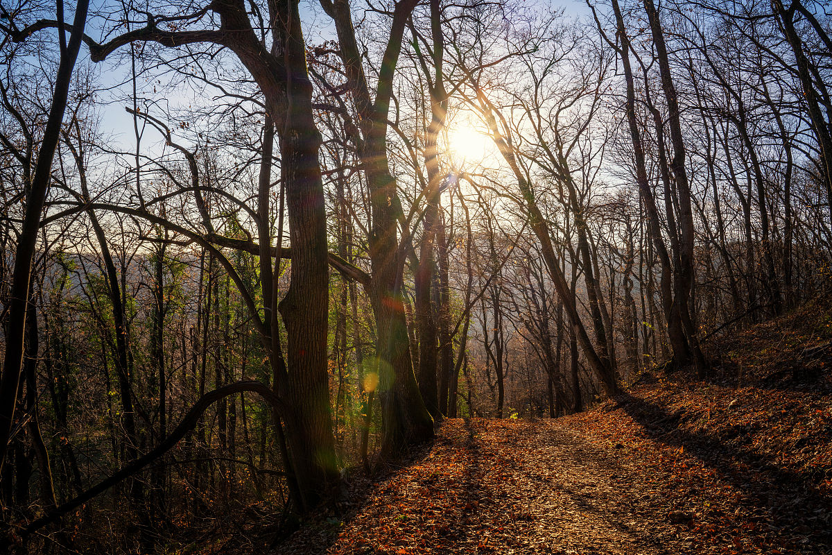 请描写一下一片森林在夕阳照耀的画面