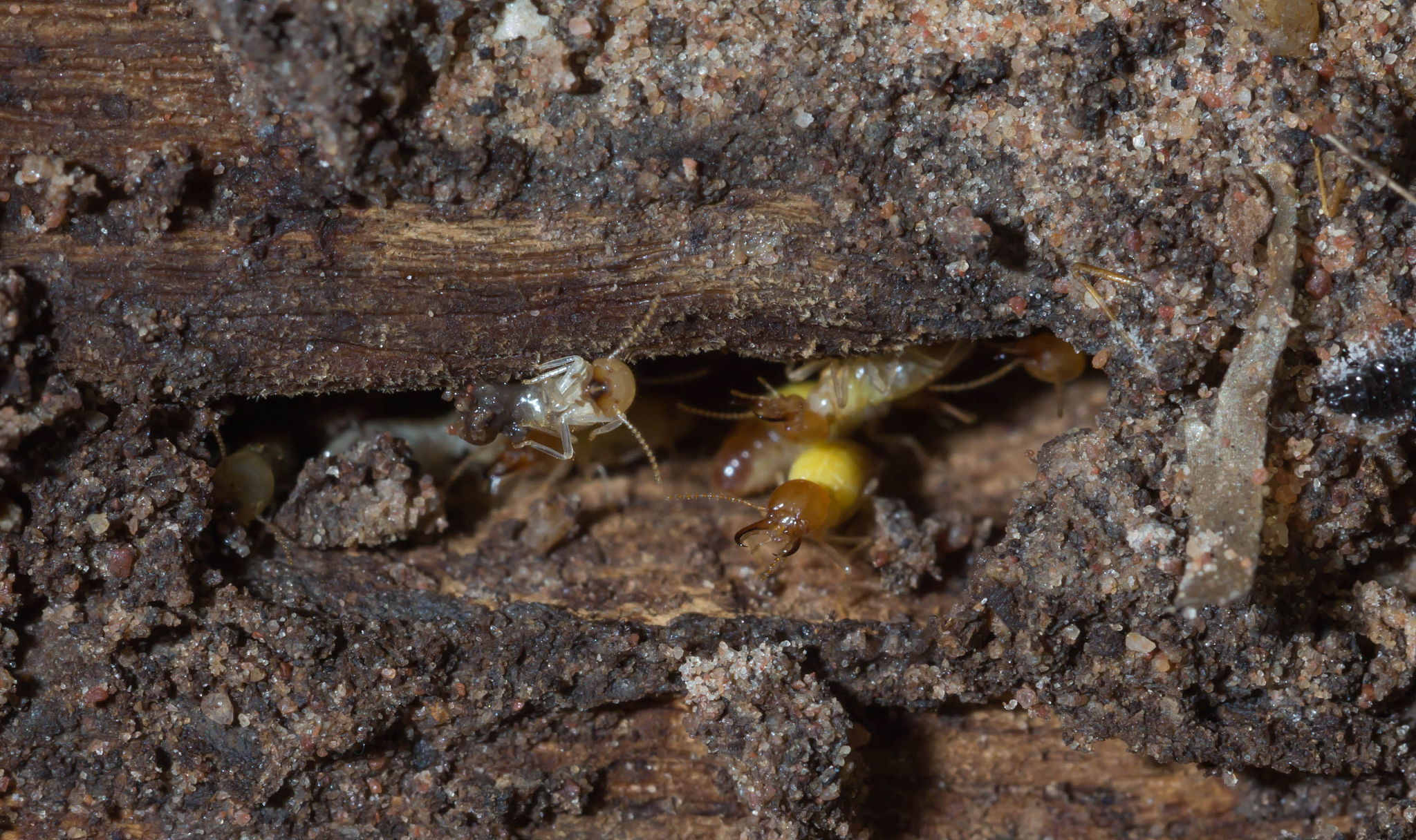 termite