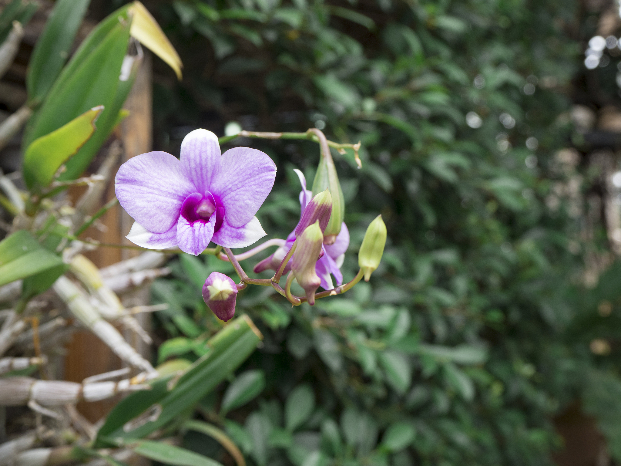pink orchid flower dendrobium nobile on green background