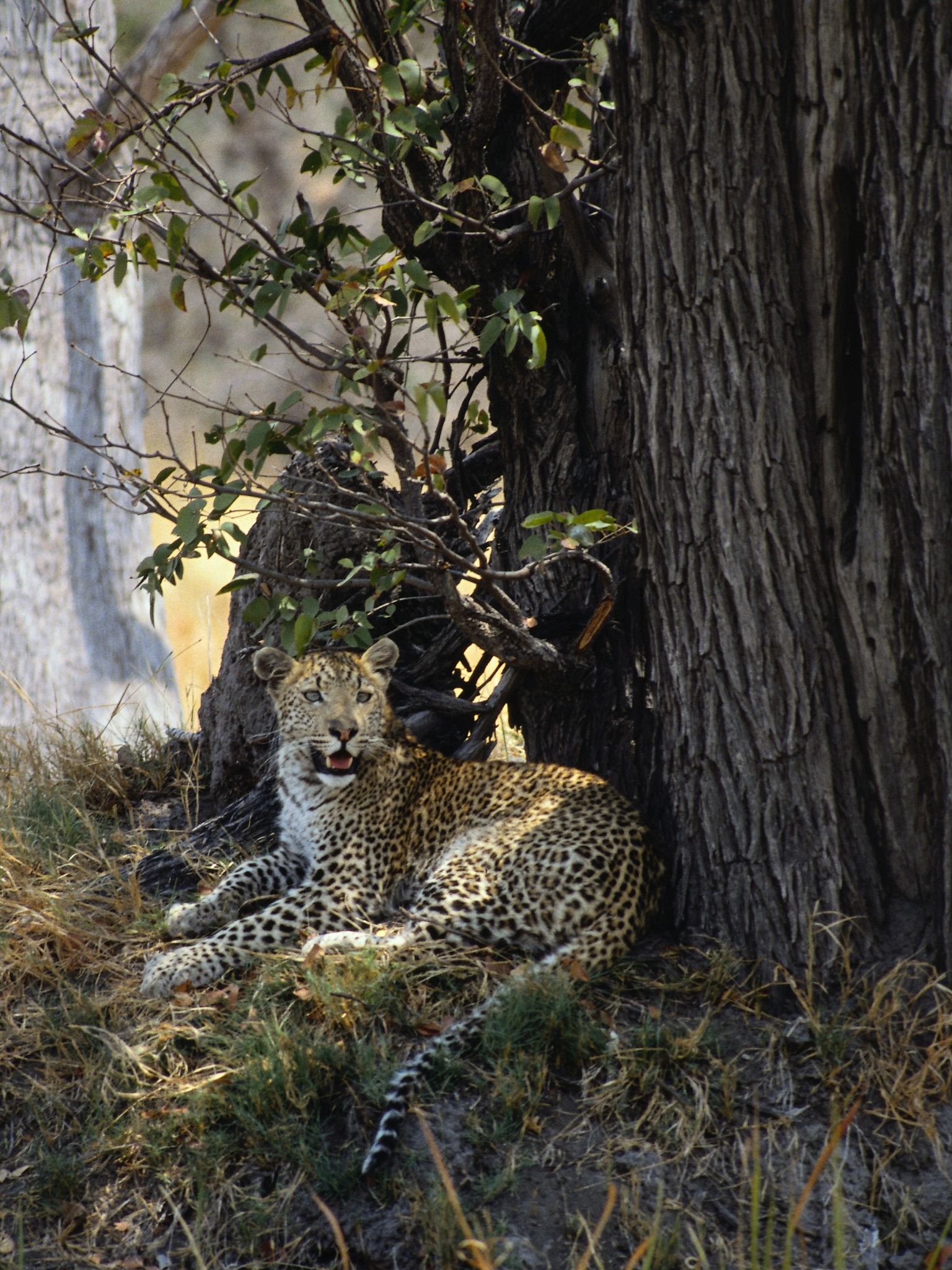 从设计的分析豹猫形象设计的自然生存栖息环境元素分析