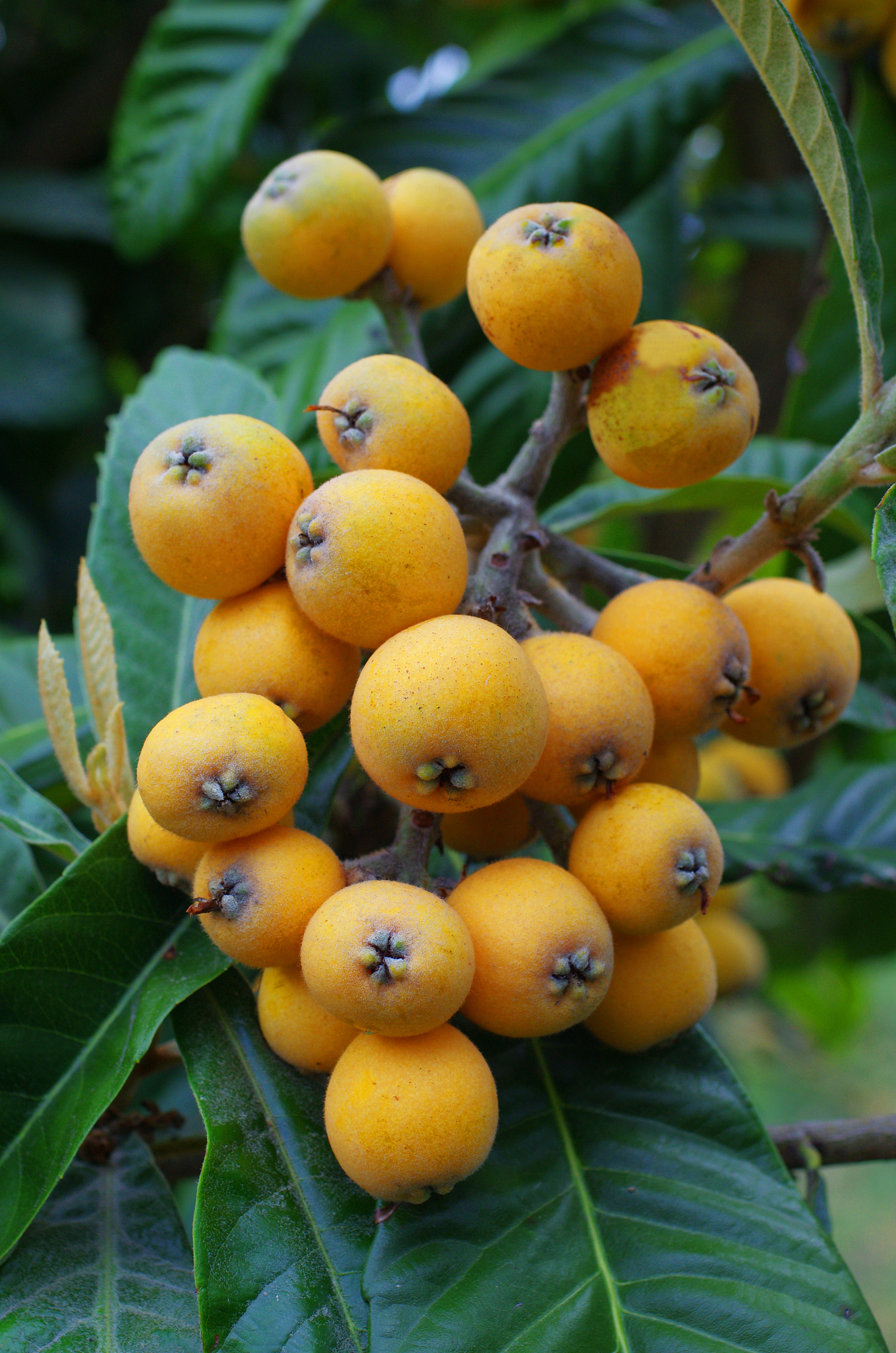 枇杷产业链全解析：从种植到销售，打造黄金产业链