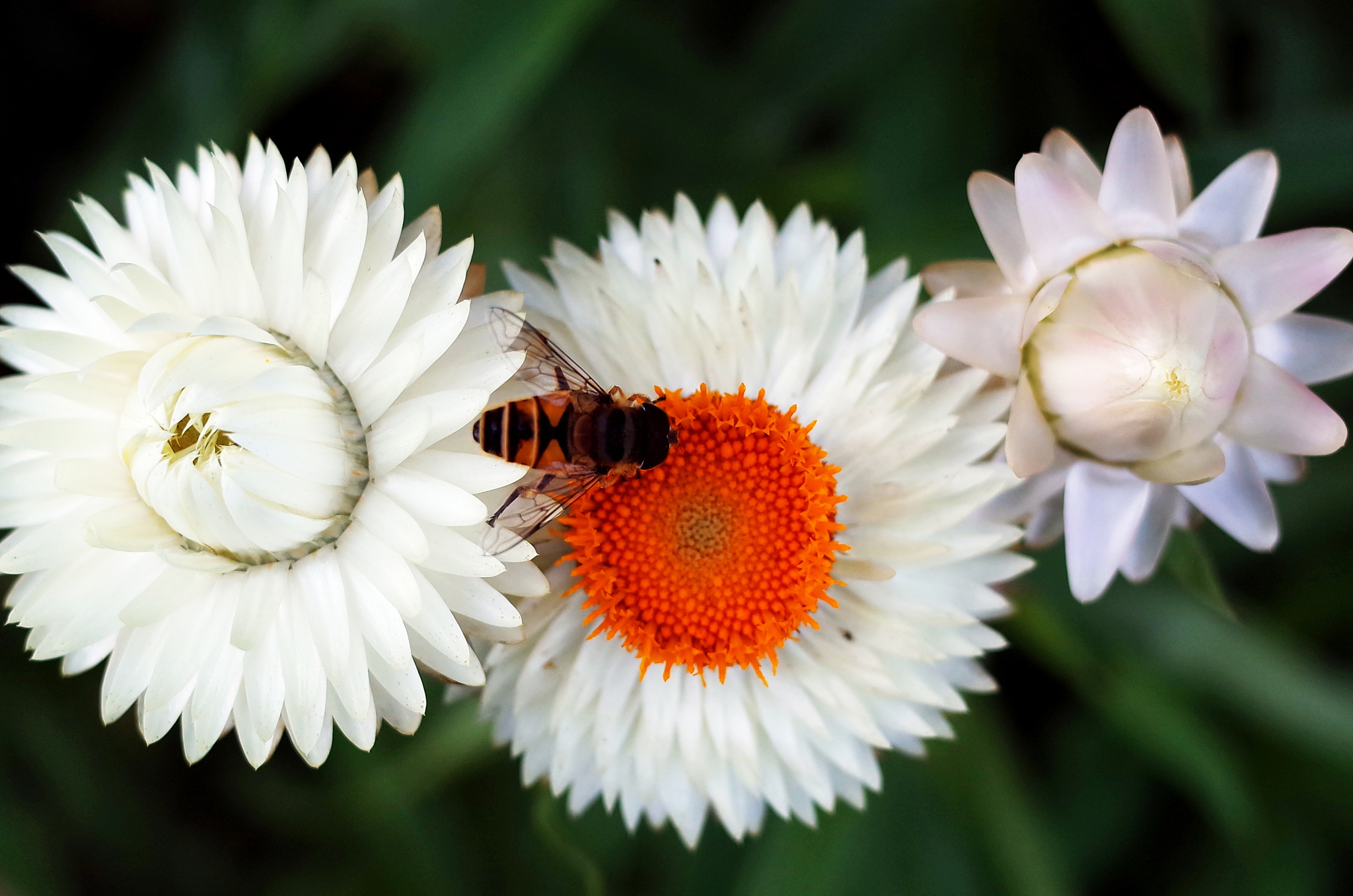 北京科技职业学院2022年开设了什么专业