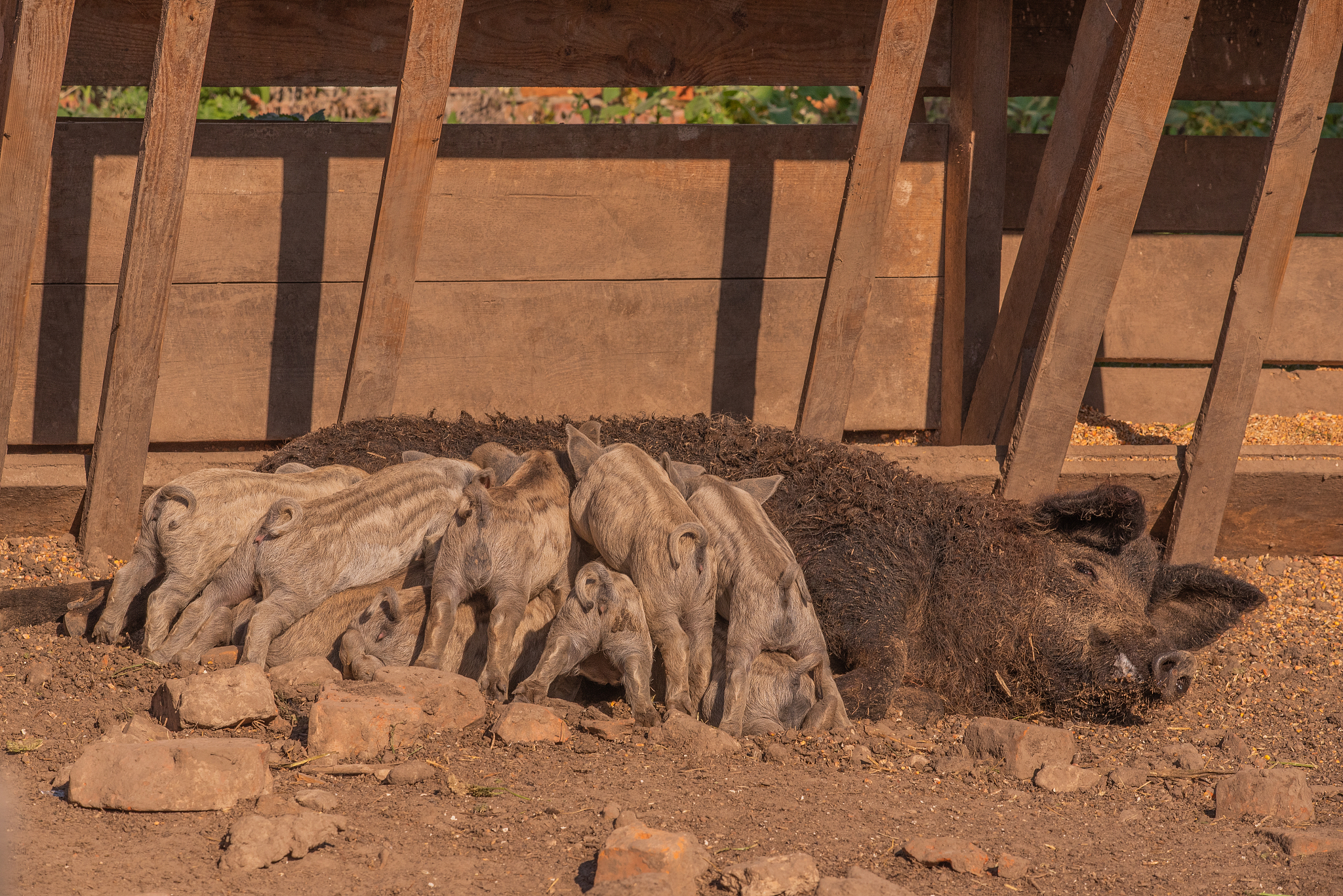 mangalica a hungarian breed of domestic pig