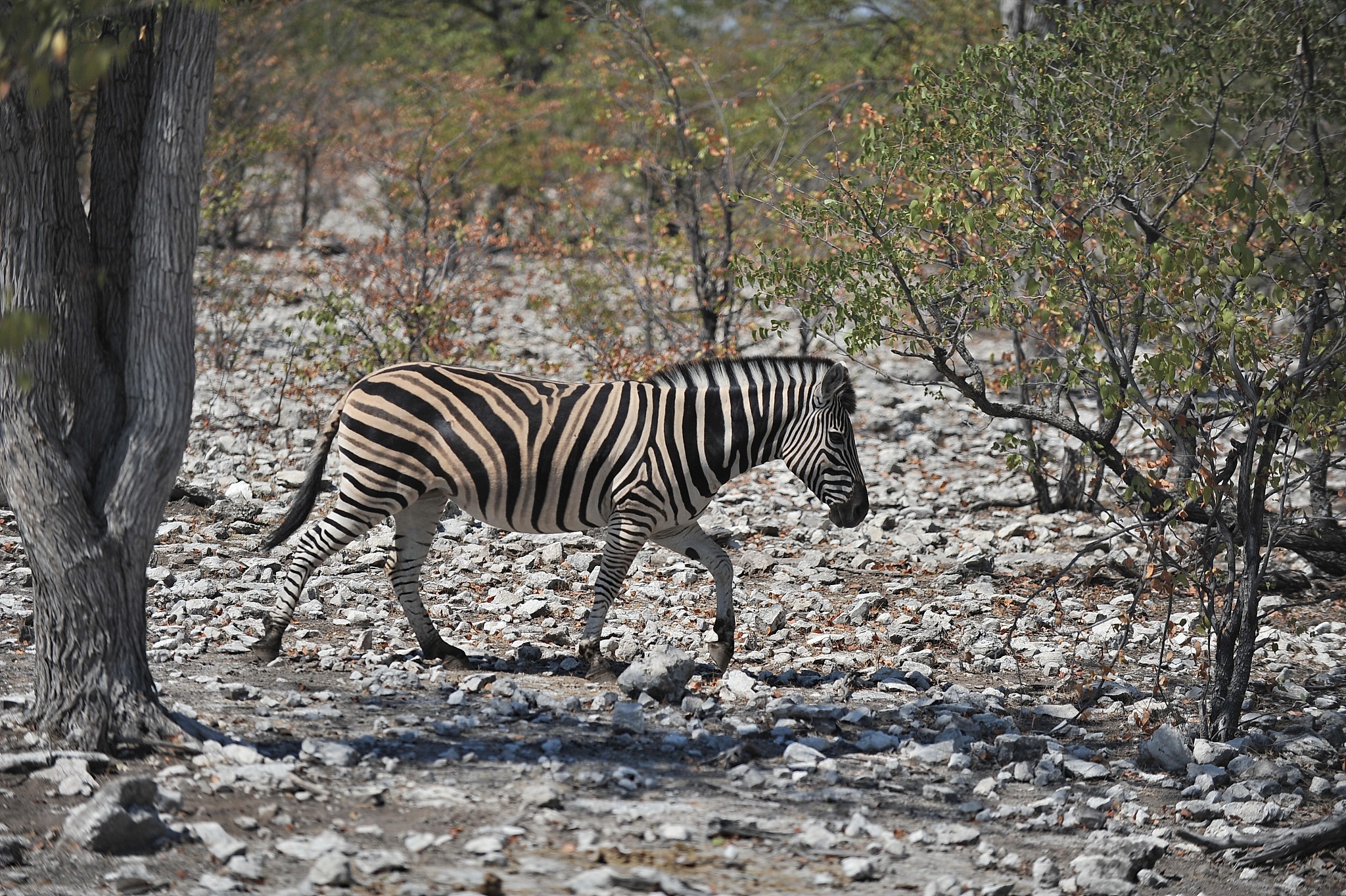 zebra wanders in the savannah in namibia.