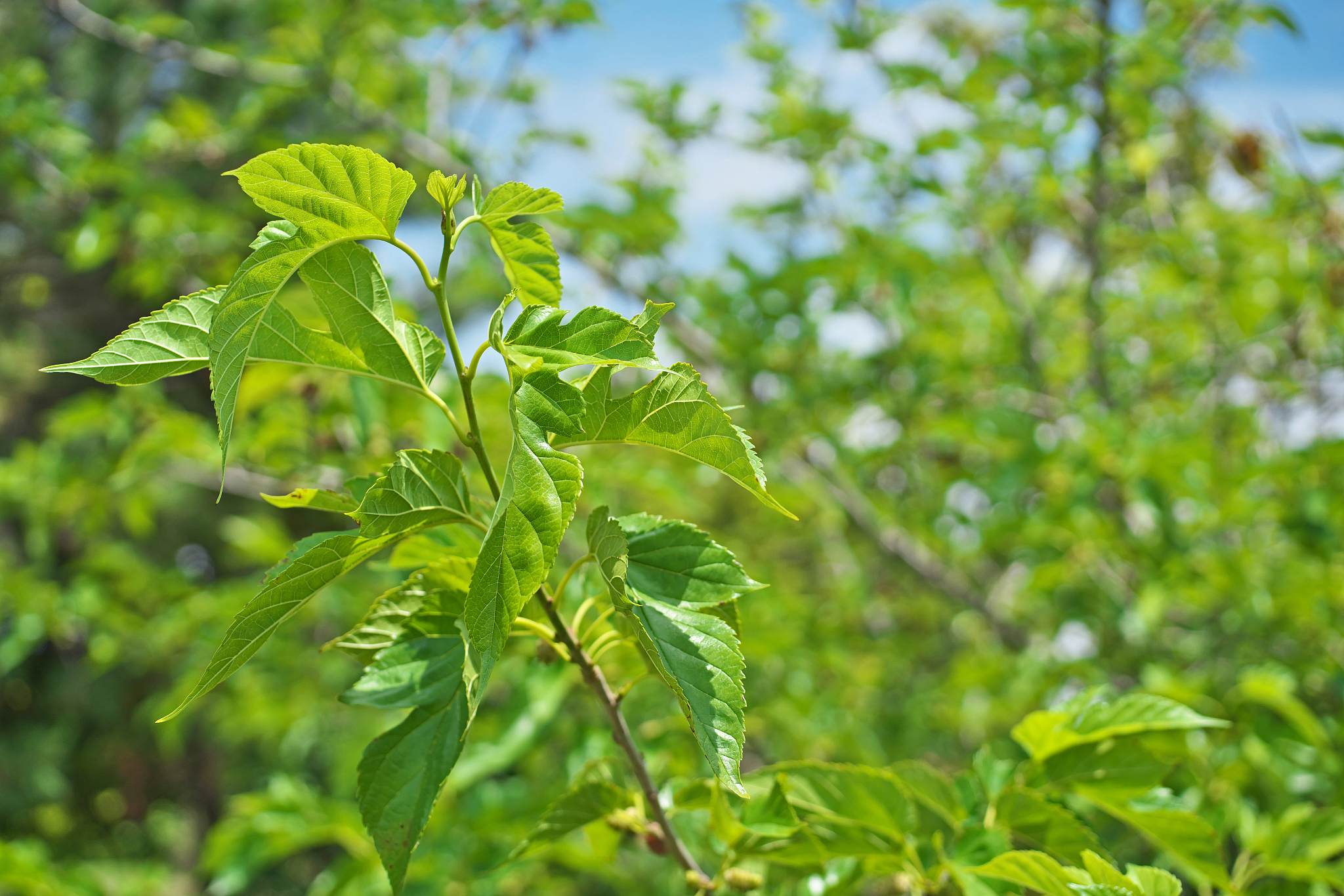 mulberry leaves