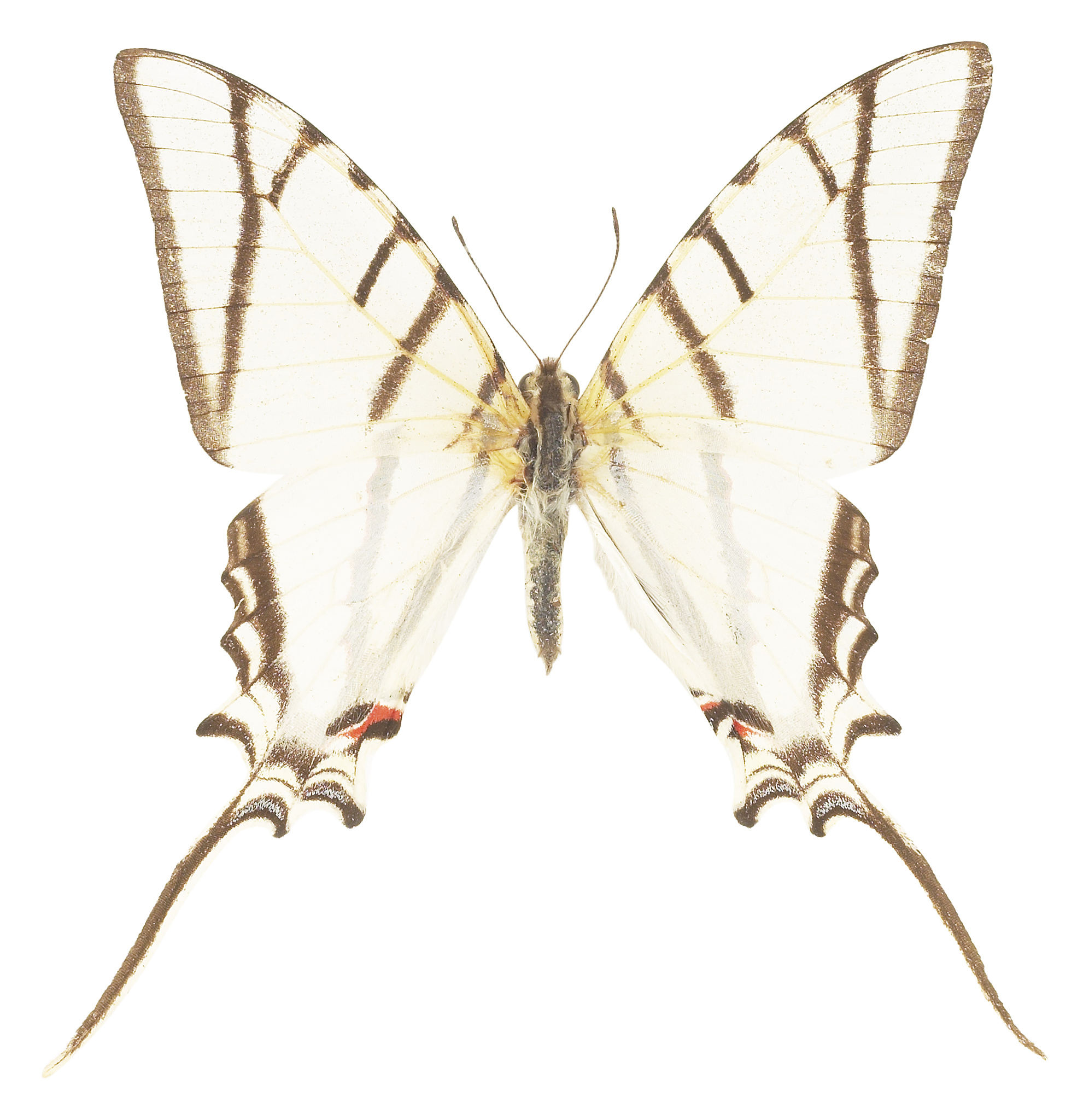 蝴蝶振翅系列 - 轻盈舒适，自由飞翔