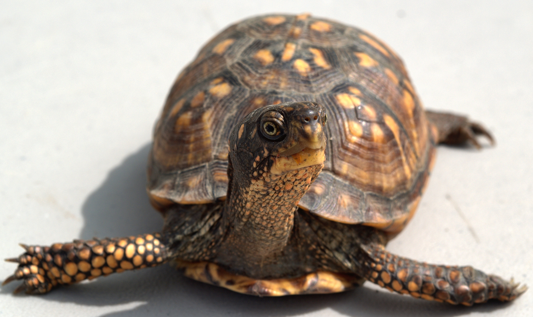 turtle box