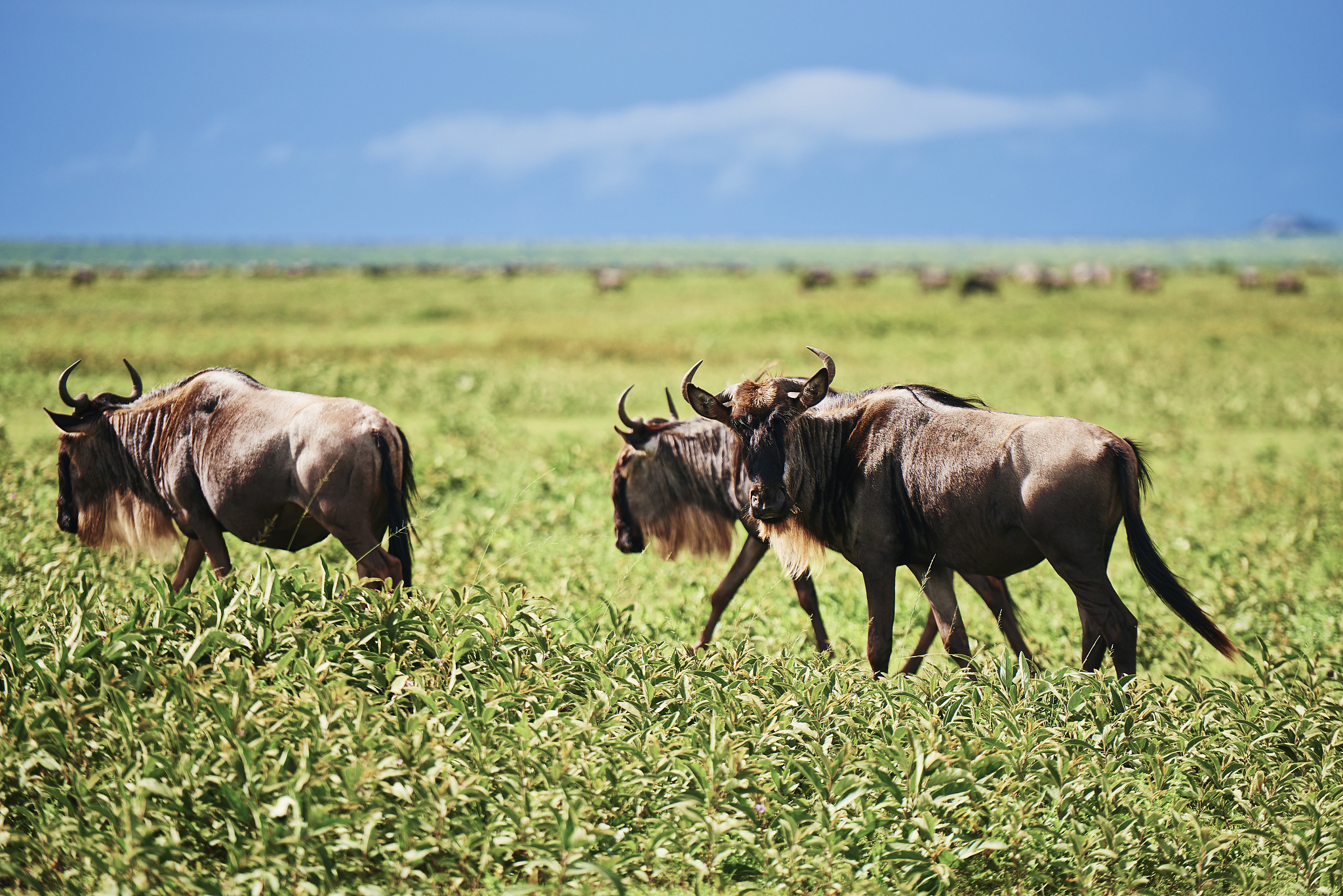 a herd of wildebeests in africa