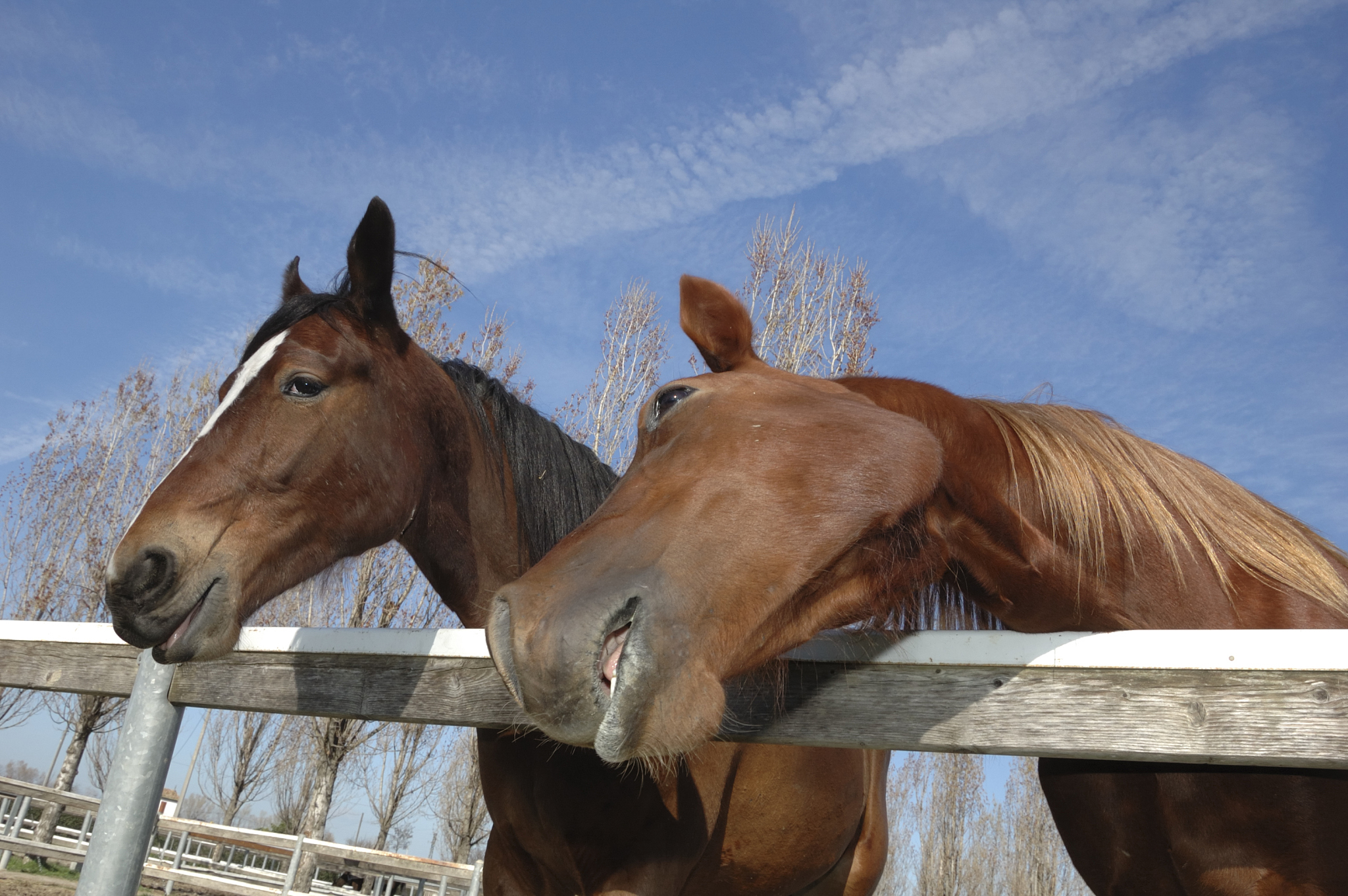 horses