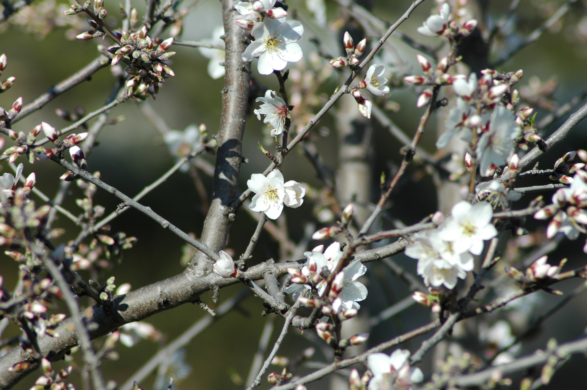 mandelblüte in spanien