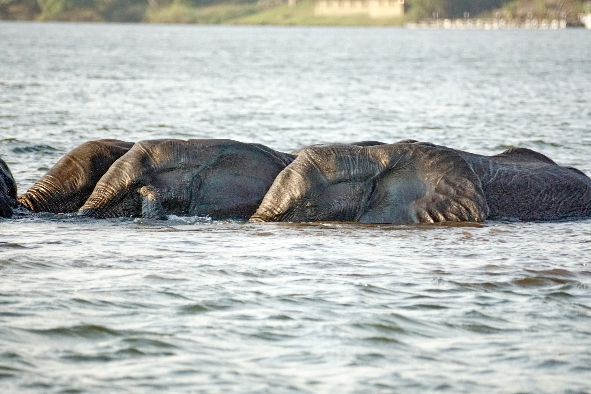 herd of elephant crossing the river