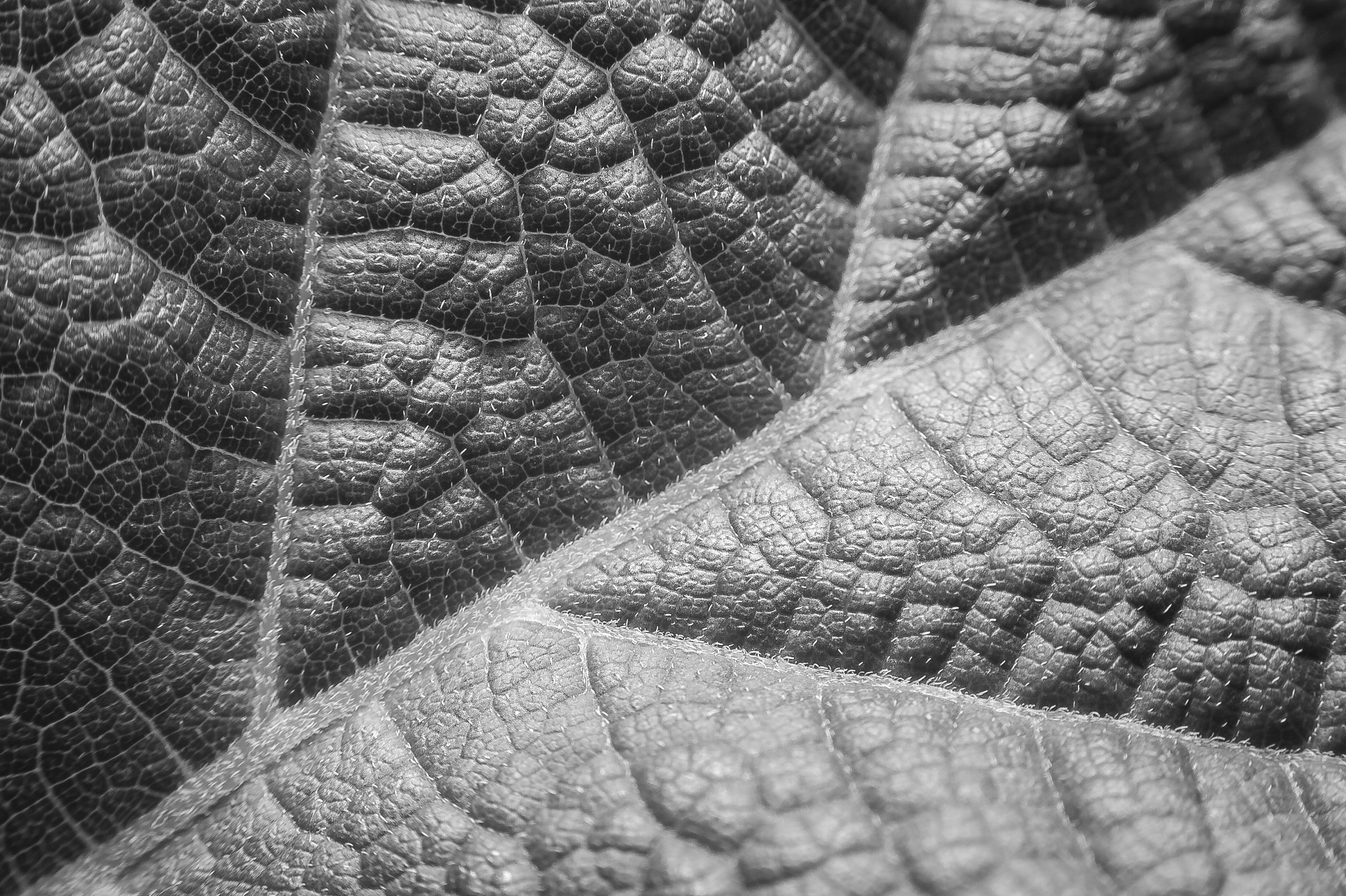 macro leaf texture