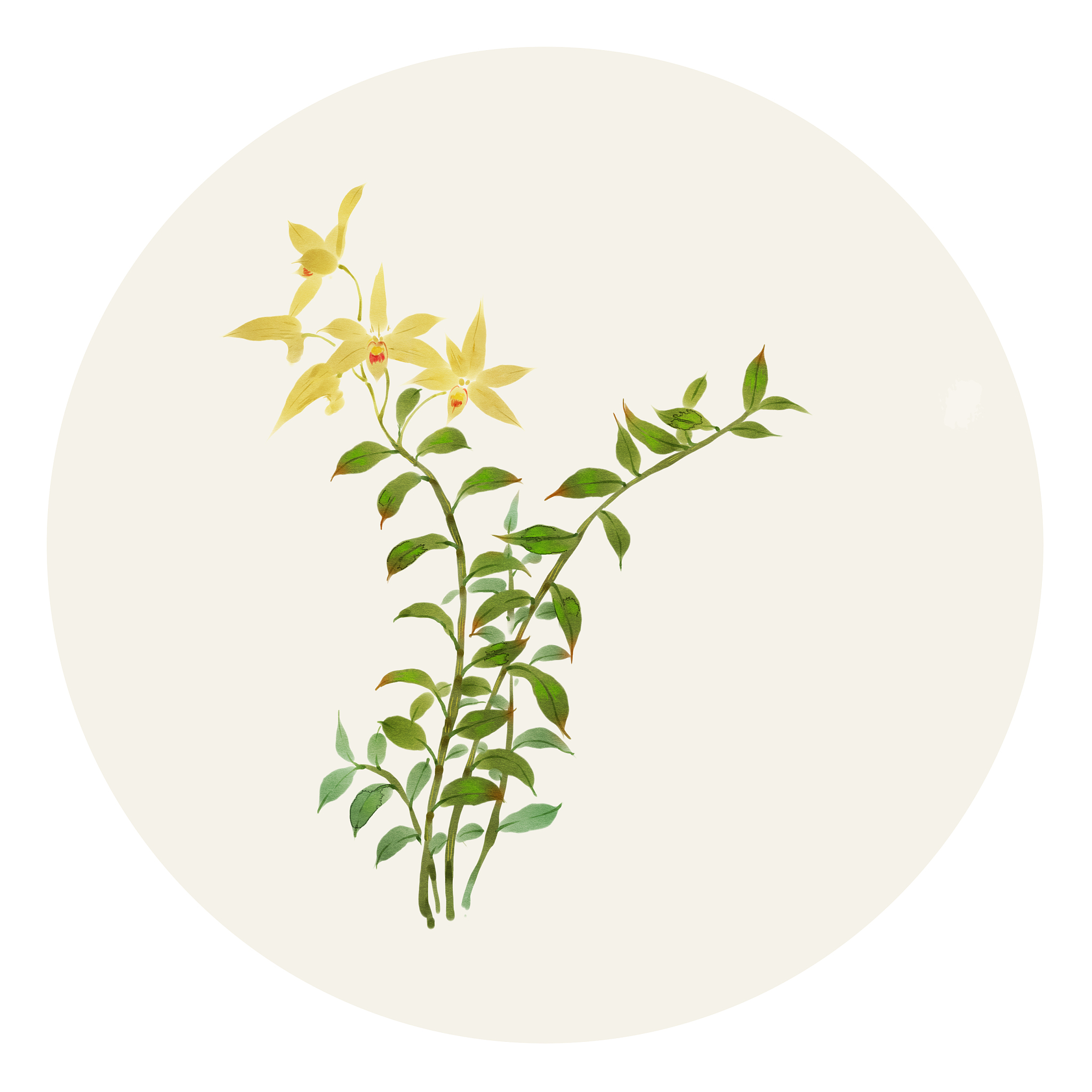 中草药石斛