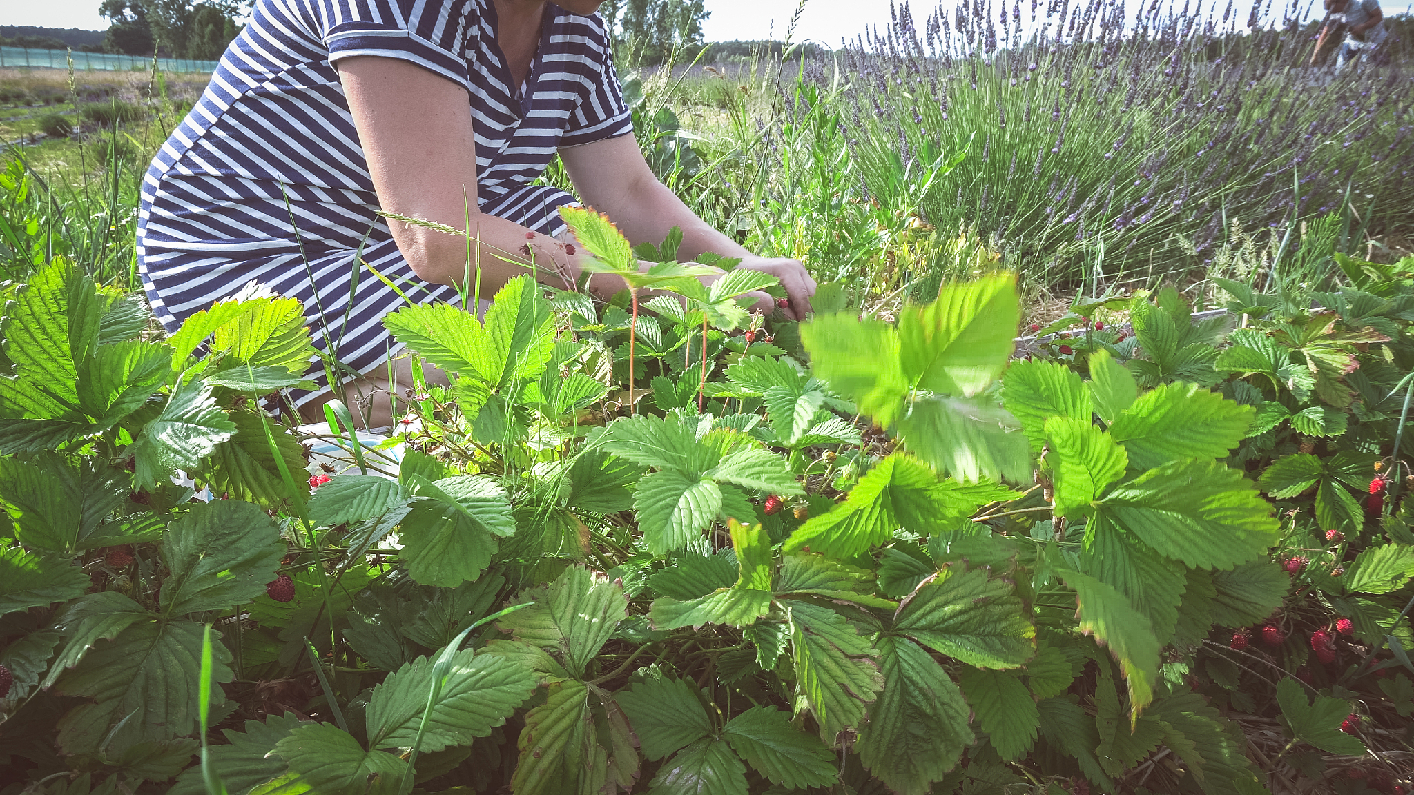 picking wild strawberries in the garden