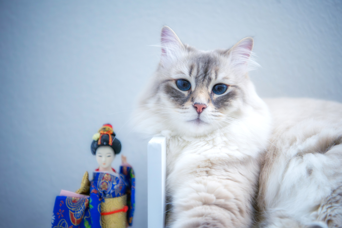 🐈聪明可爱的猫咪大盘点！谁是你心中的猫界智多星？