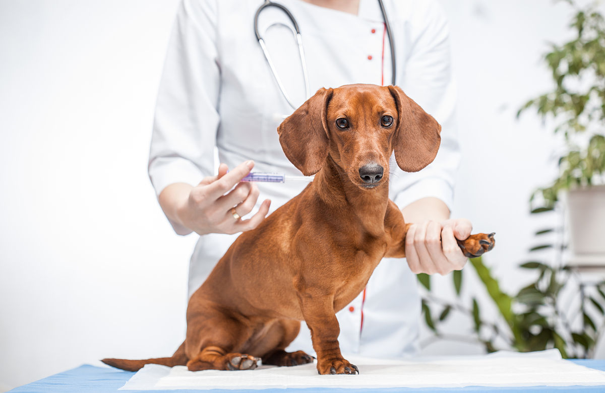 景东县职业中学2022年畜牧兽医专业招生简章