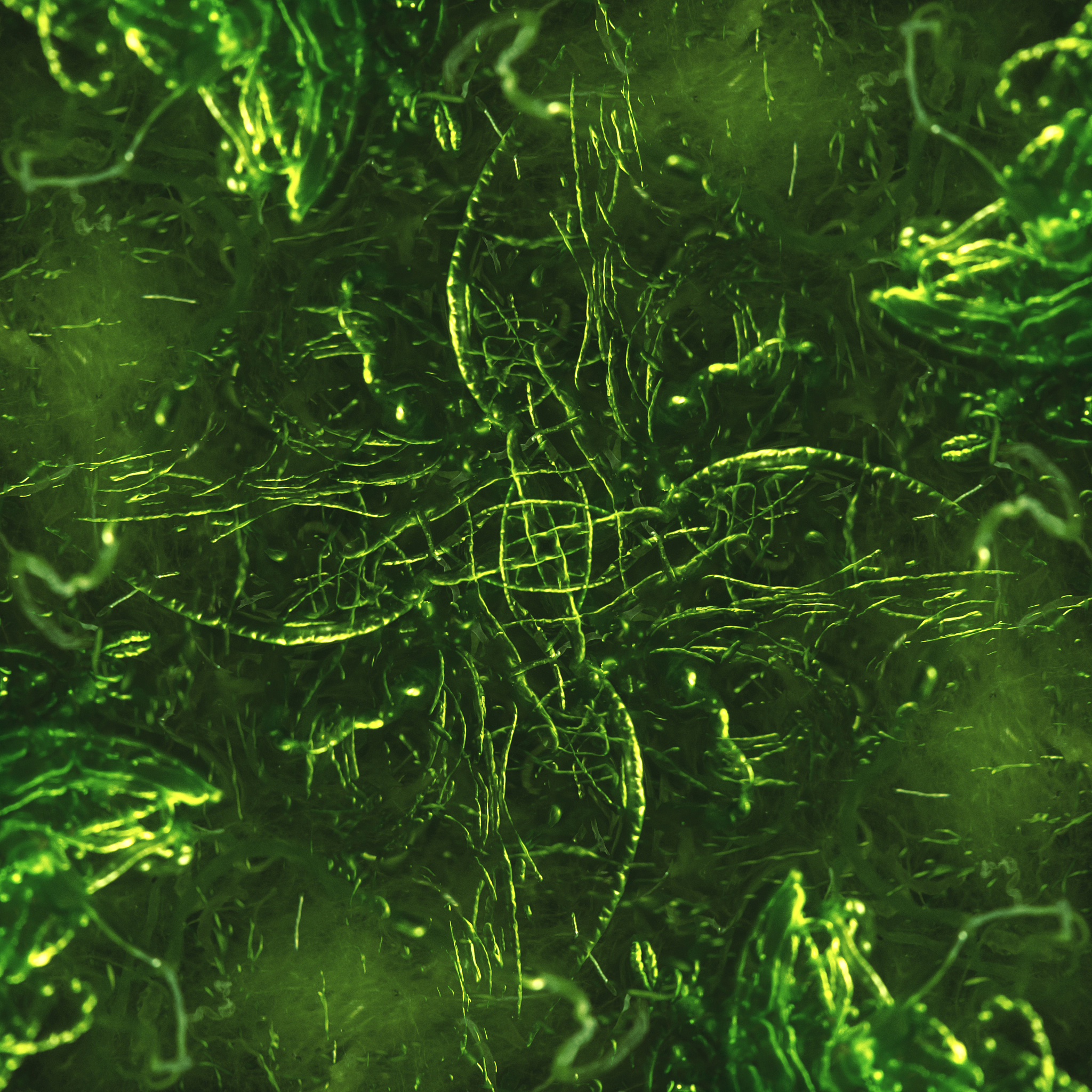 Algal Research-Biomass Biofuels and Bioproducts 期刊投稿指南：详细收稿要求