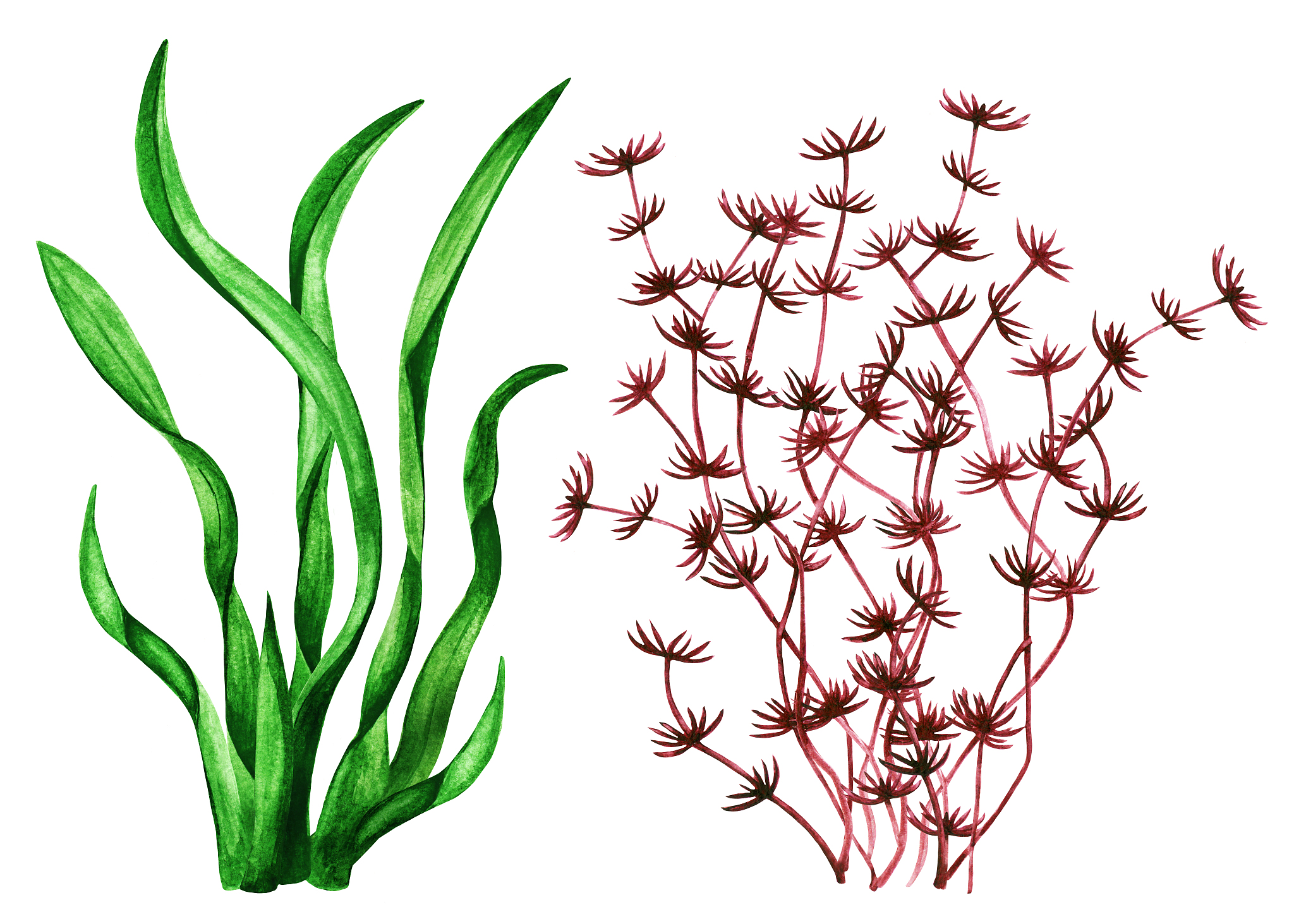 sea weed watercolor