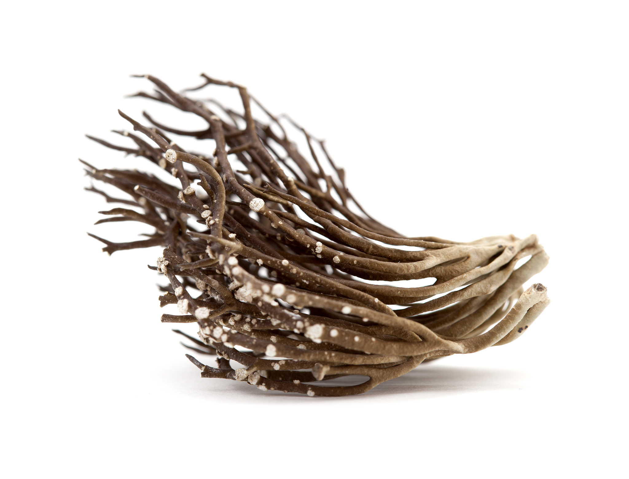 FUNGAL DIVERSITY期刊研究范围详细介绍