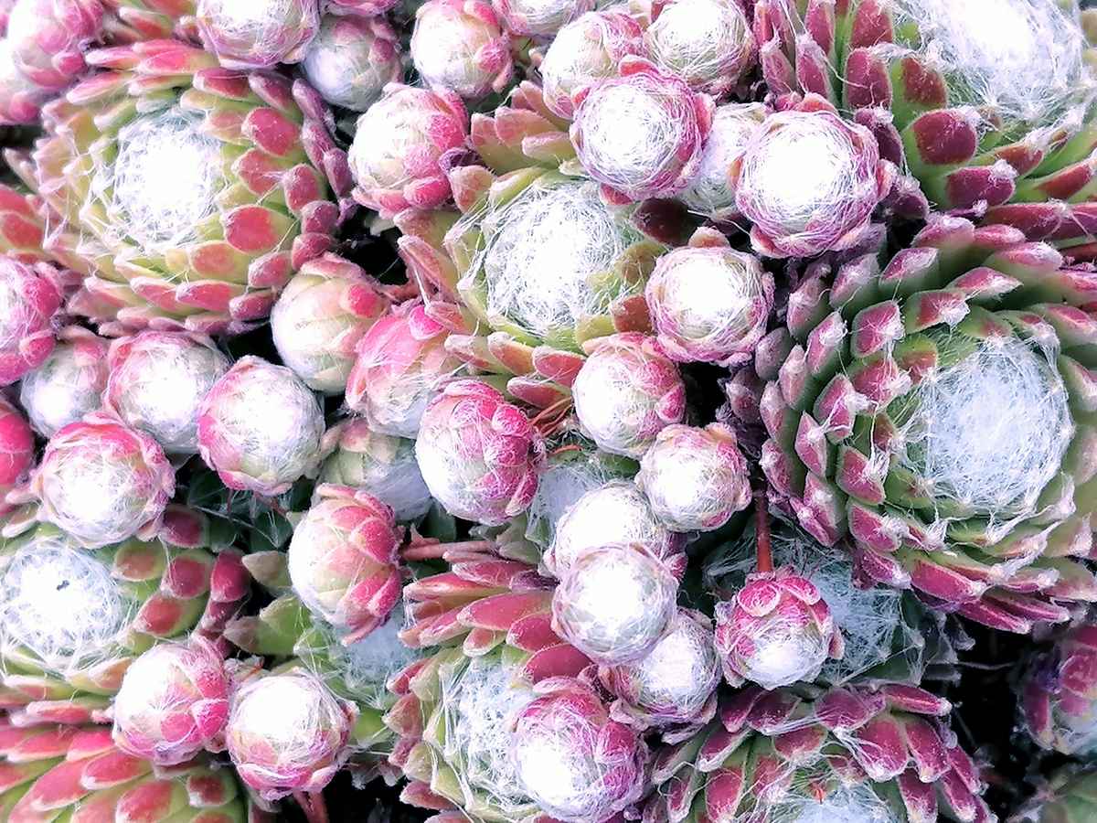 多肉植物宣传语：吸引眼球的文案和营销技巧