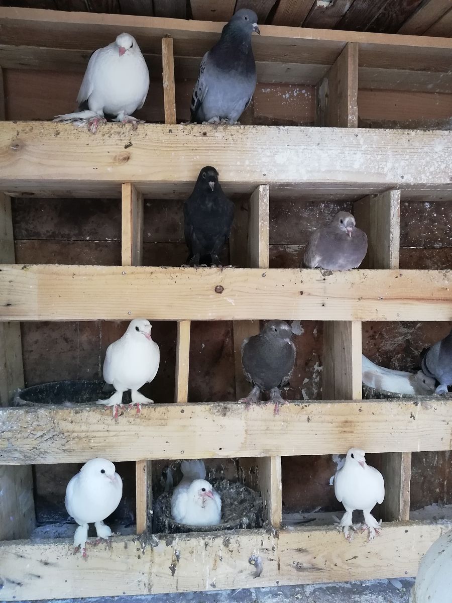 邯郸市有几个信鸽公棚回答+拓展